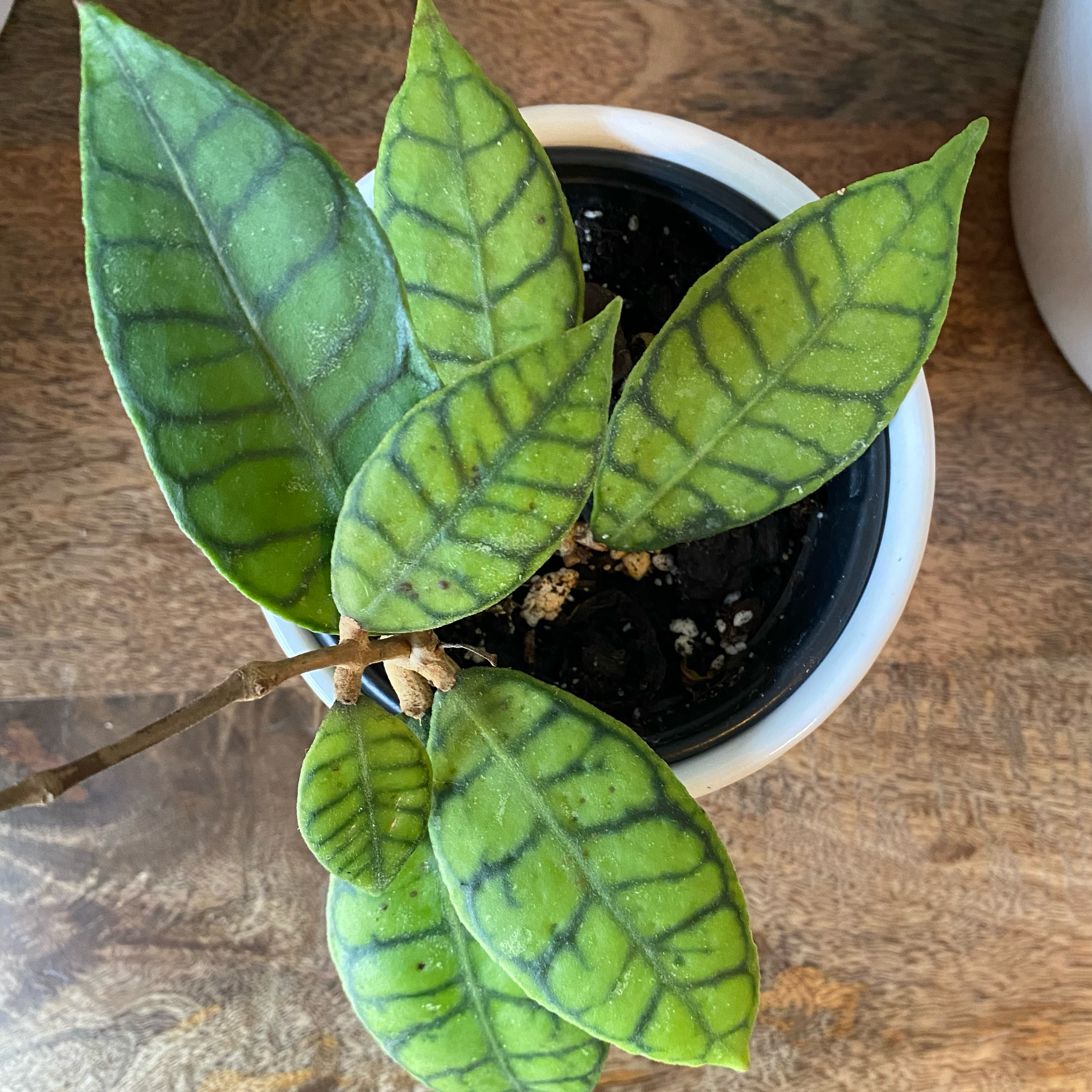 Stiff Leafed Hoya plant in a pot with healthy green leaves and visible soil.