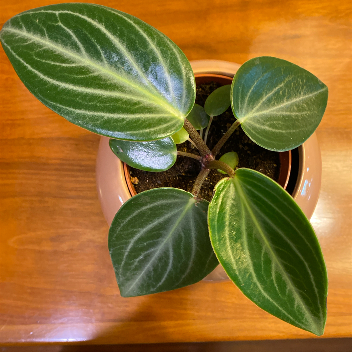 Plant care for pepperomia bellybuttons on Greg, the plant care app