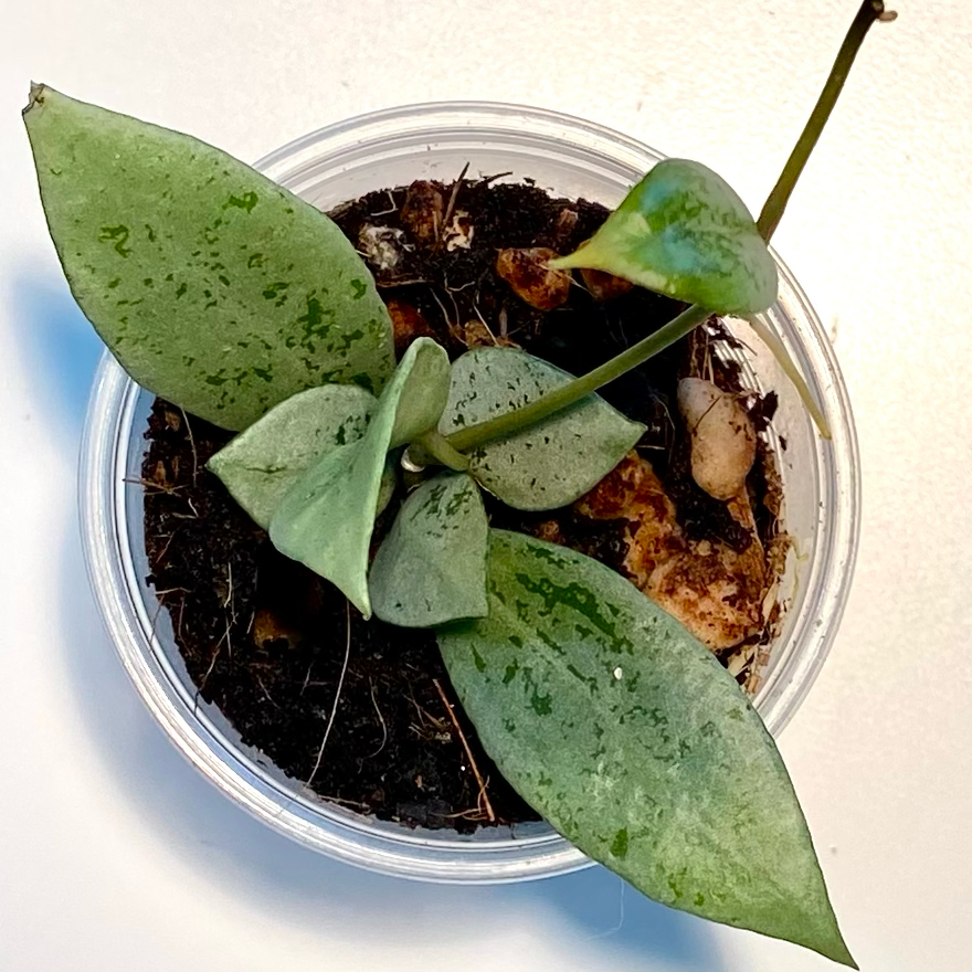 Photo of the plant species Hoya by @SunSoilLove named Q Luna Lacunosa Moonlight on Greg, the plant care app