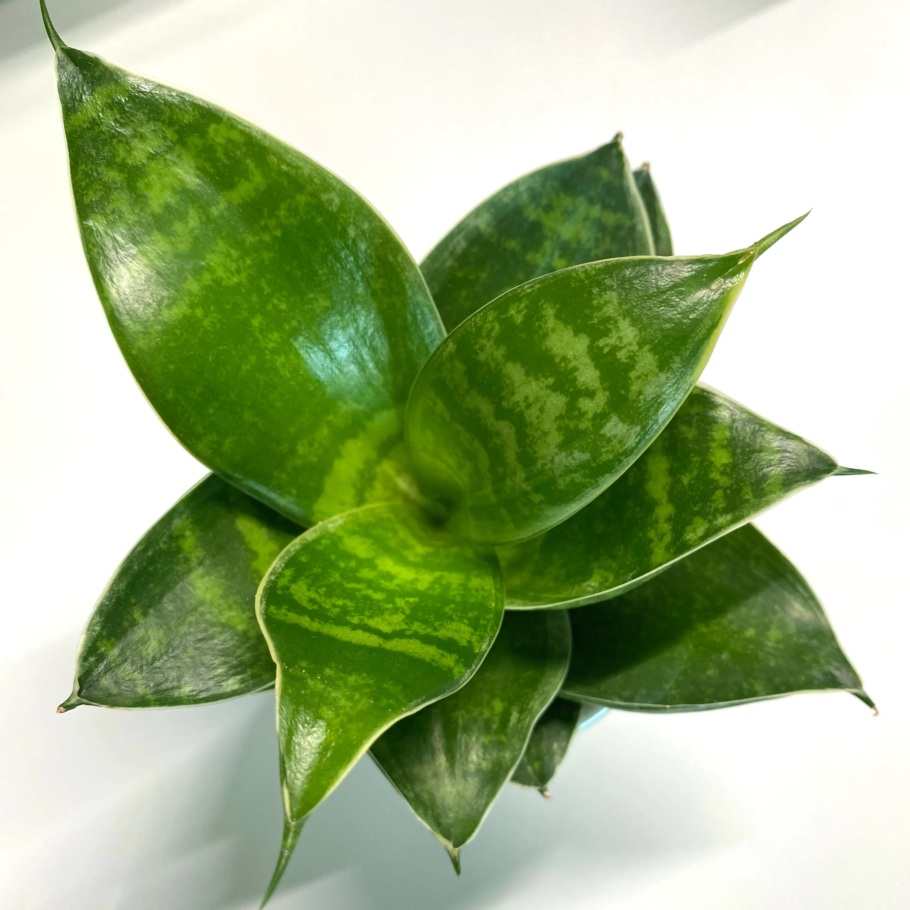 Photo of the plant species Forest Star by @SunSoilLove named DO Robin on Greg, the plant care app