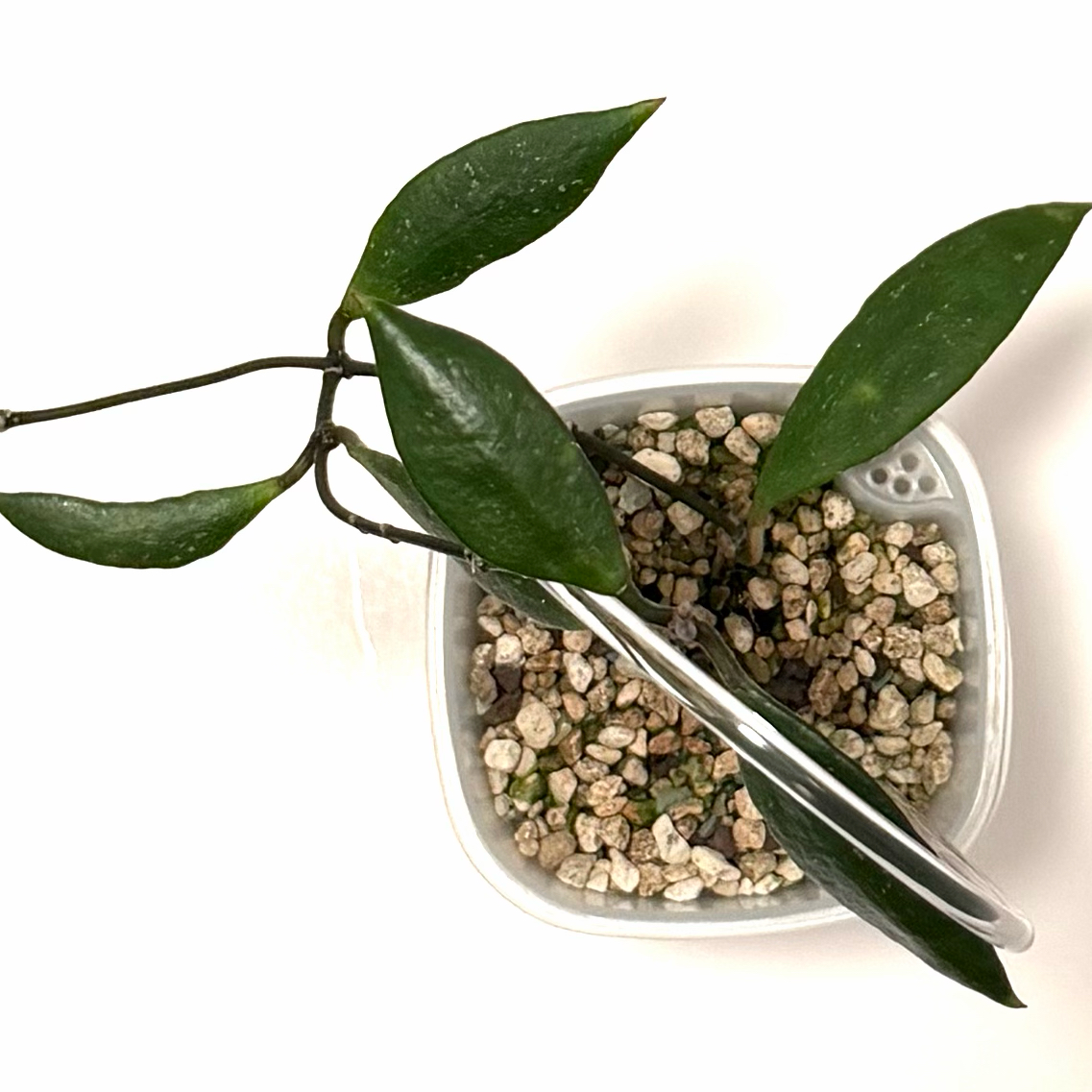 Photo of the plant species Hoya by @SunSoilLove named Q Micrantha on Greg, the plant care app