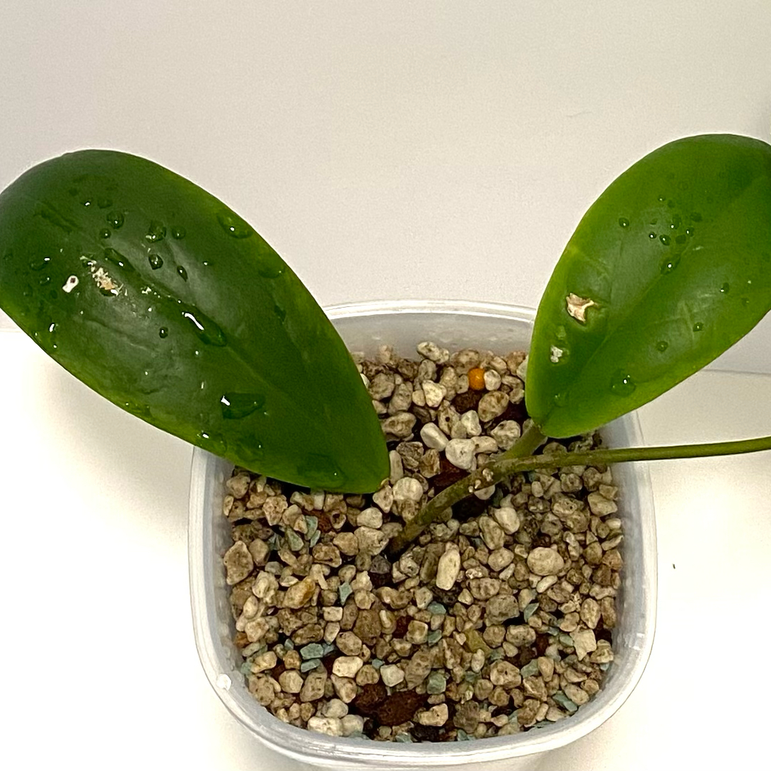 Photo of the plant species Hoya incrassata 'Albomarginata' by @SunSoilLove named Q Incrassata on Greg, the plant care app