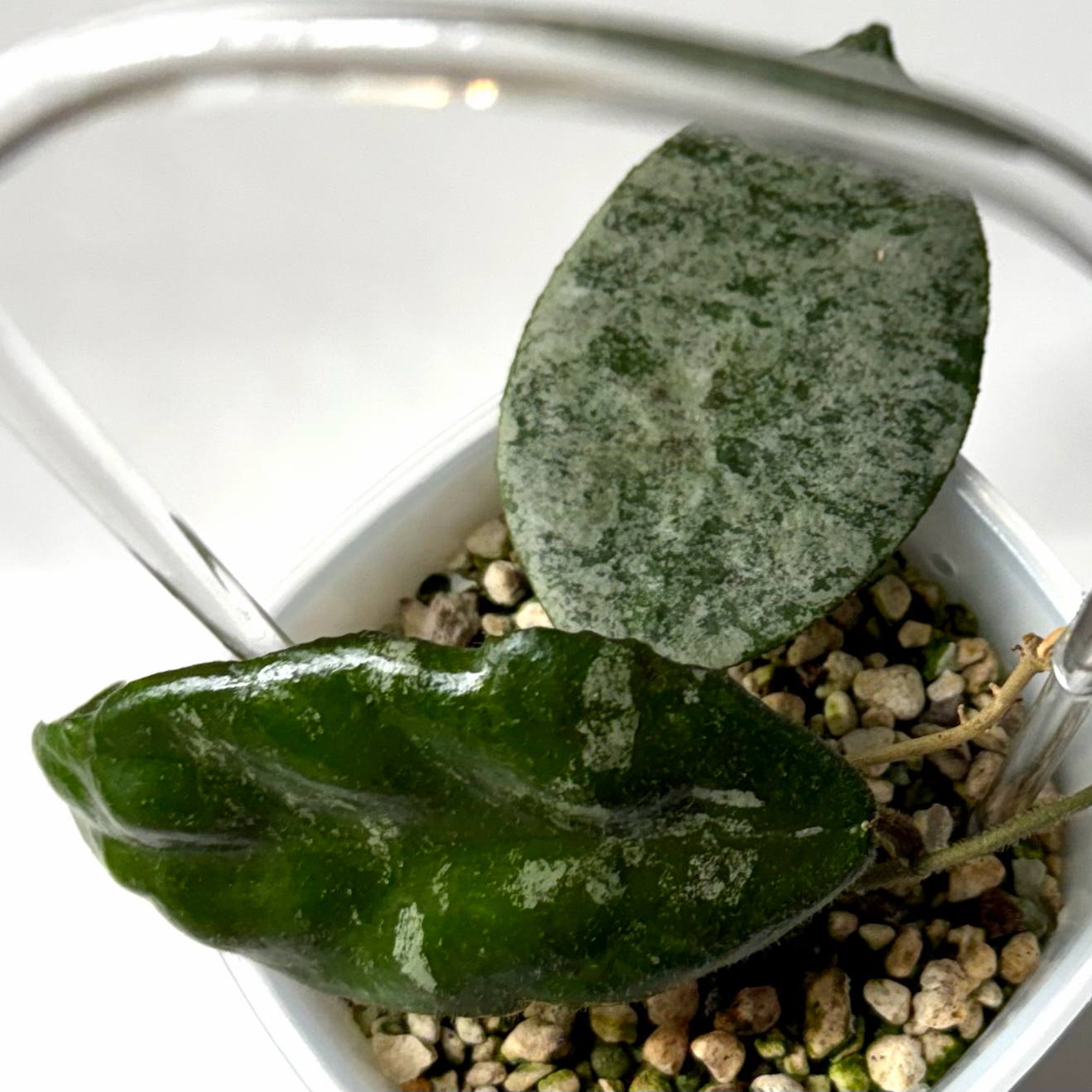 Photo of the plant species Hoya caudata 'Silver' by @SunSoilLove named Q Argyros on Greg, the plant care app