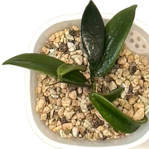 Photo of the plant species Hoya lyi by @SunSoilLove named Q Lyi on Greg, the plant care app