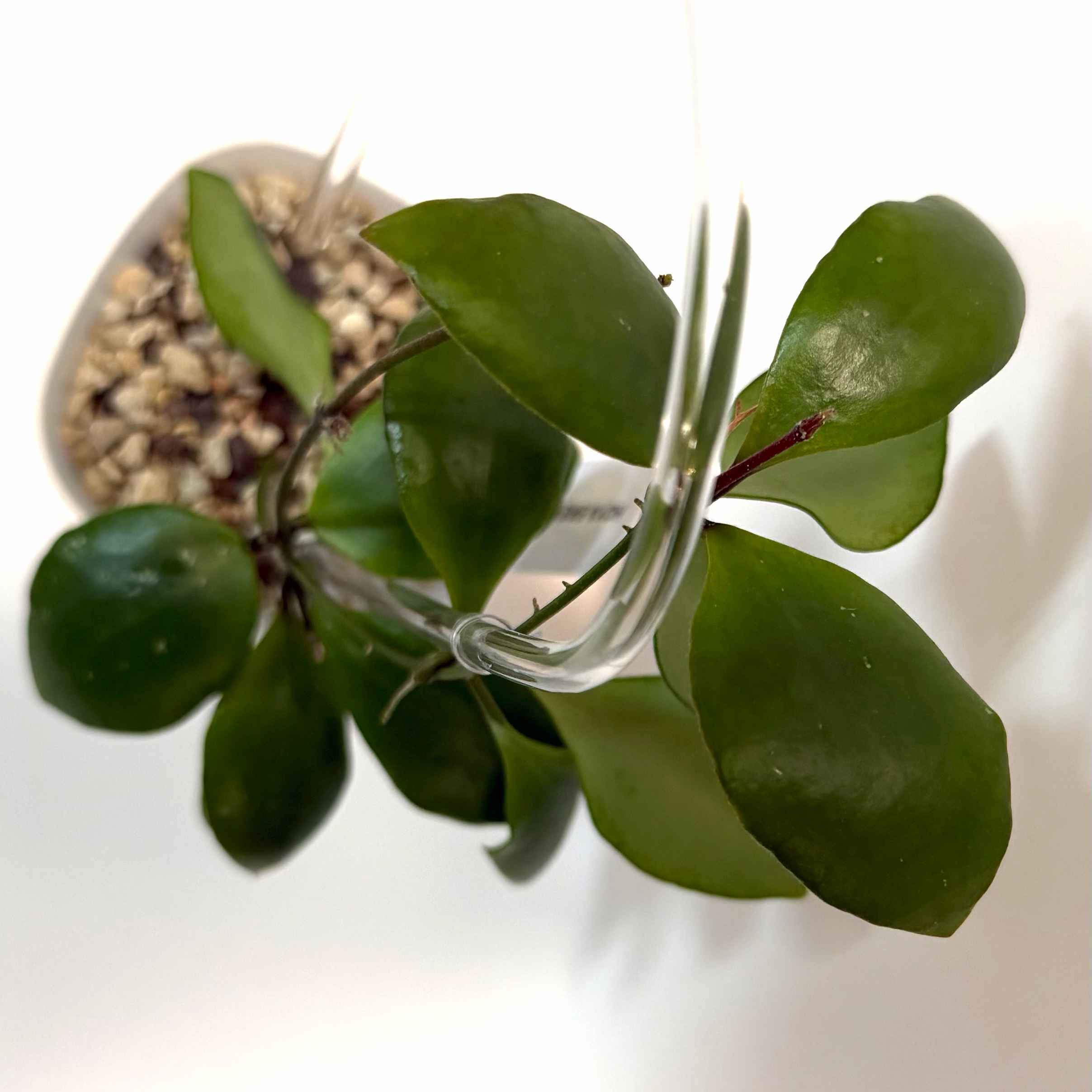 Photo of the plant species Hoya brevialata by @SunSoilLove named MBR Brevialata on Greg, the plant care app