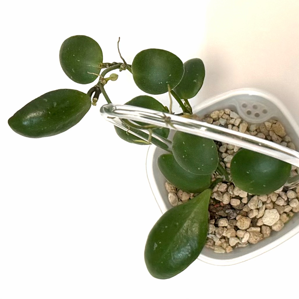 Photo of the plant species Hoya brevialata by @SunSoilLove named MBR Bruv on Greg, the plant care app
