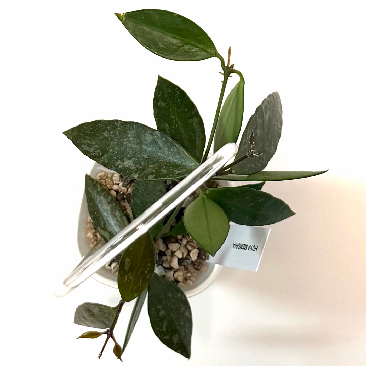 Photo of the plant species Hoya 'Memoria' by @SunSoilLove named Q Memoria on Greg, the plant care app