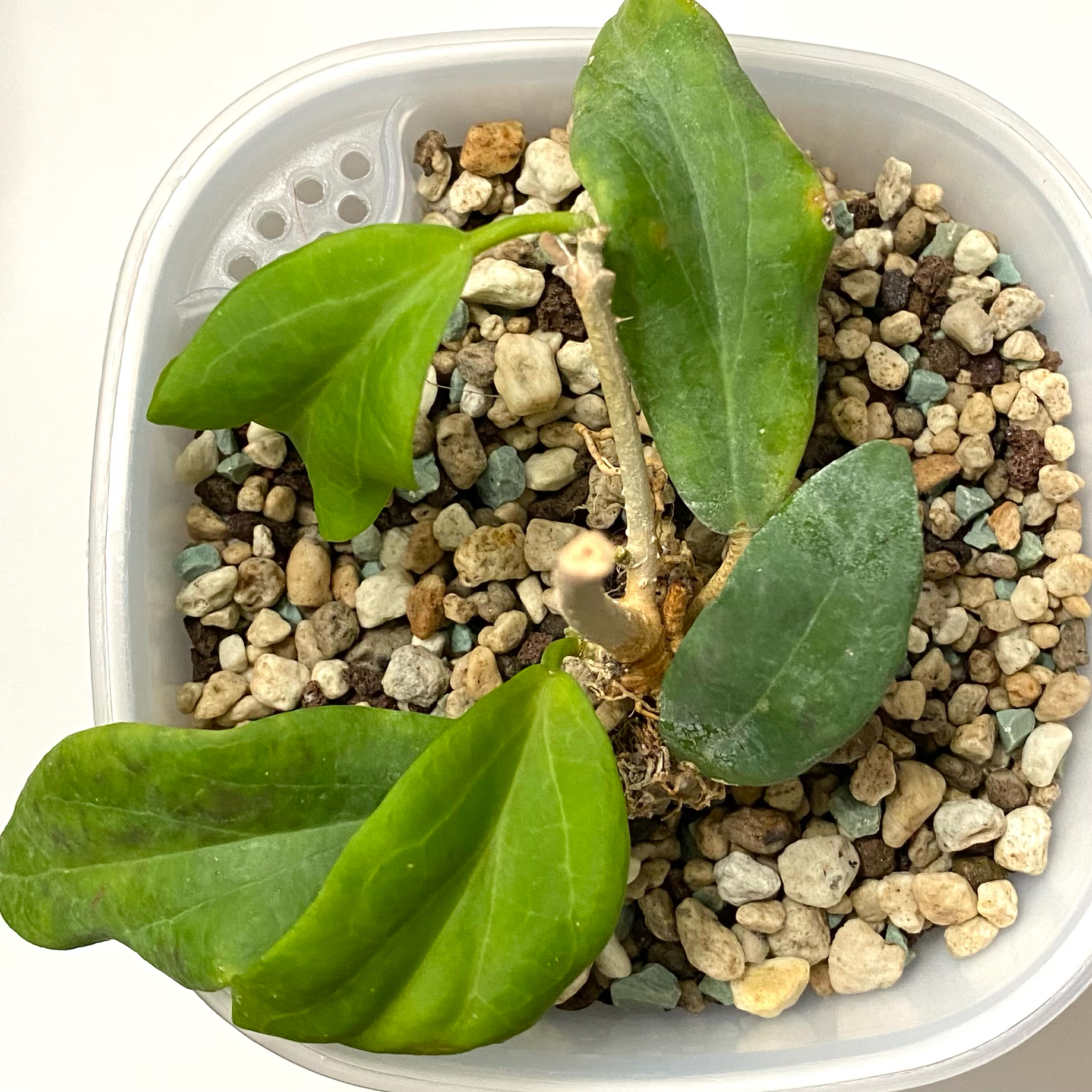 Photo of the plant species Hoya cutis-porcelana by @SunSoilLove named Q2 Porcelana on Greg, the plant care app