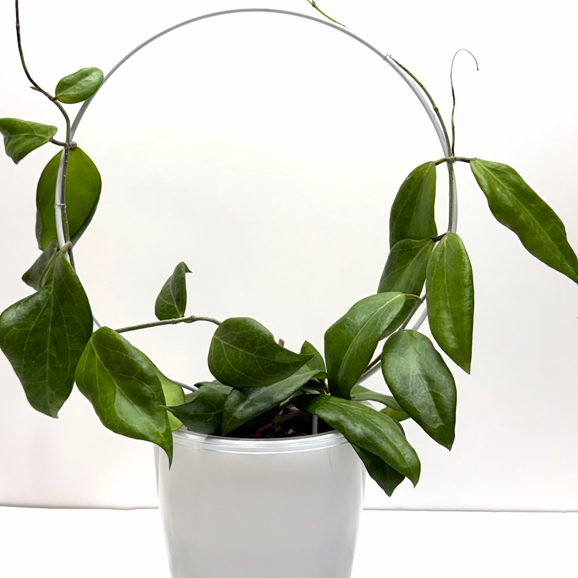 Photo of the plant species Hoya cutis-porcelana by @SunSoilLove named MBR Porcelana on Greg, the plant care app