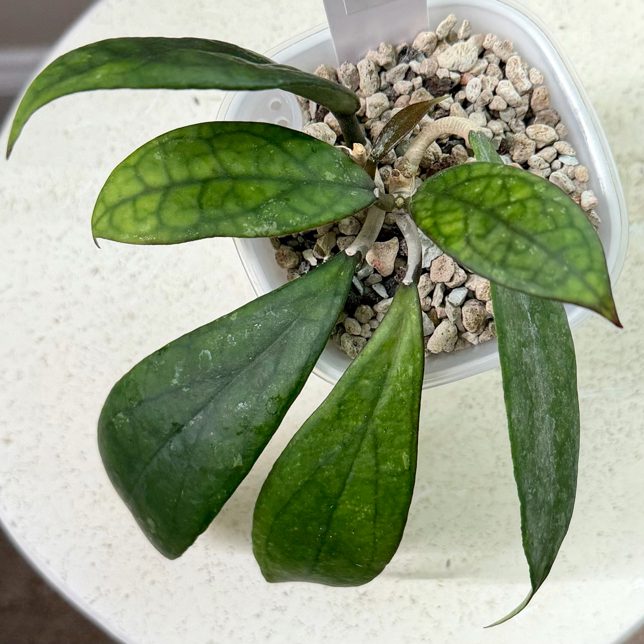 Photo of the plant species Hoya by @SunSoilLove named Q Crassicaulus on Greg, the plant care app