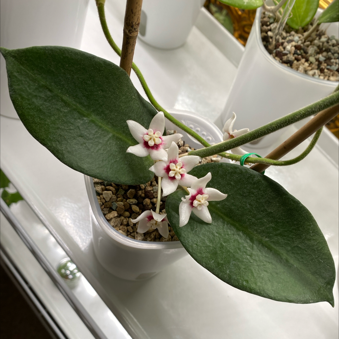 Photo of the plant species Hoya calycina ‘Stargazer’ by @SunSoilLove named Q2 Calcyina on Greg, the plant care app