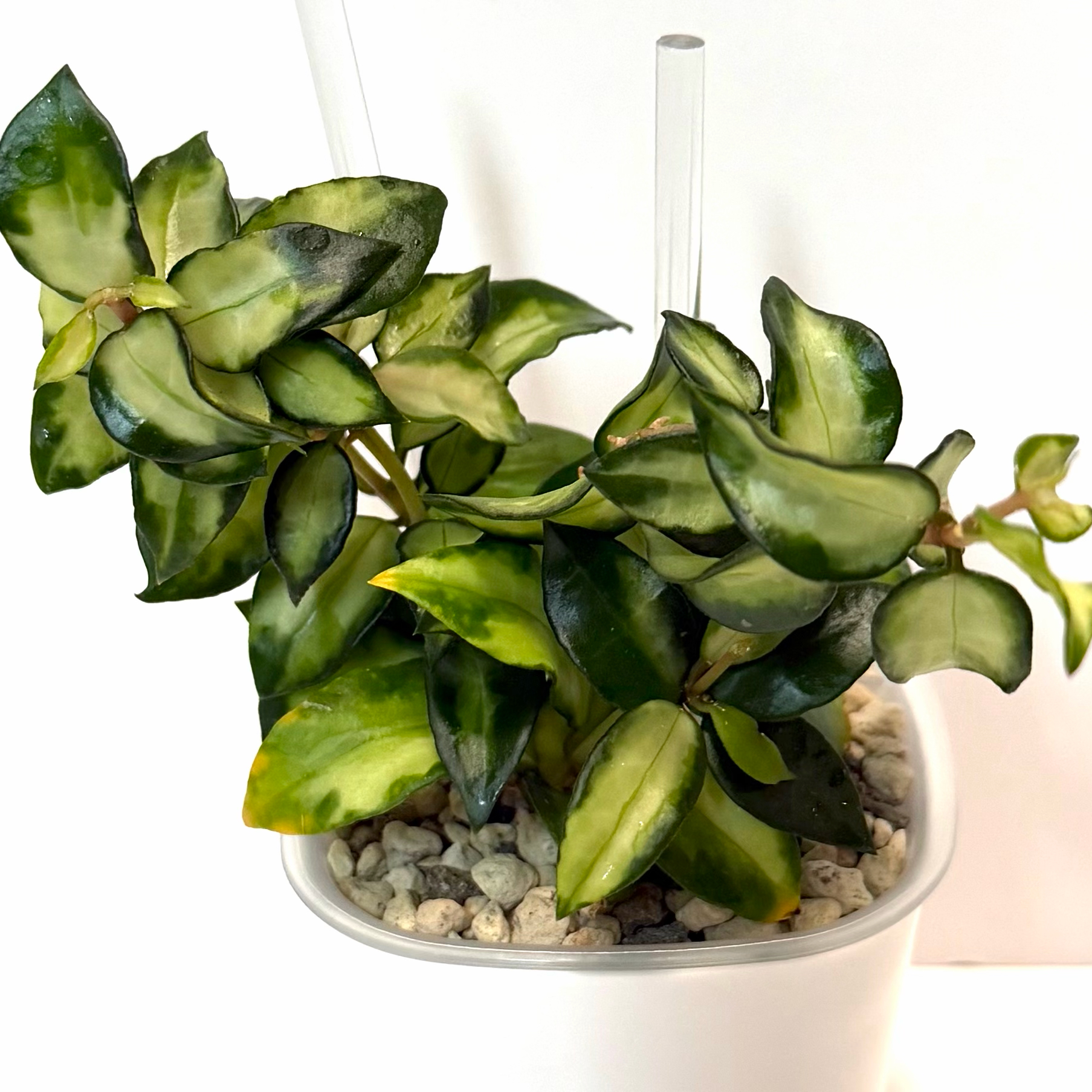 Photo of the plant species Hoya lacunosa ‘Bruno Tricolor' by @SunSoilLove named Q Bruno on Greg, the plant care app