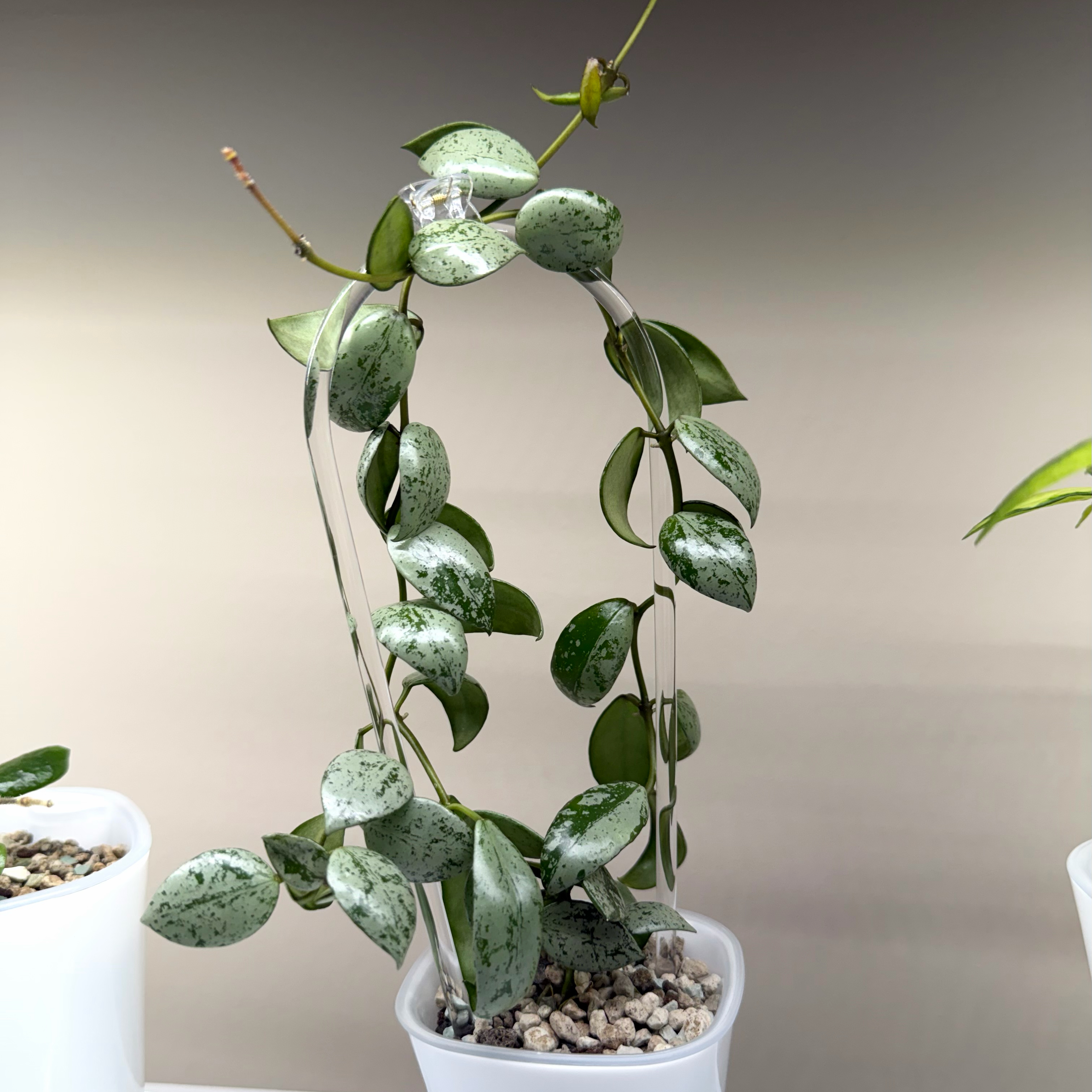 Photo of the plant species Hoya lacunosa 'Sulcata' by @SunSoilLove named Q Sulcata on Greg, the plant care app