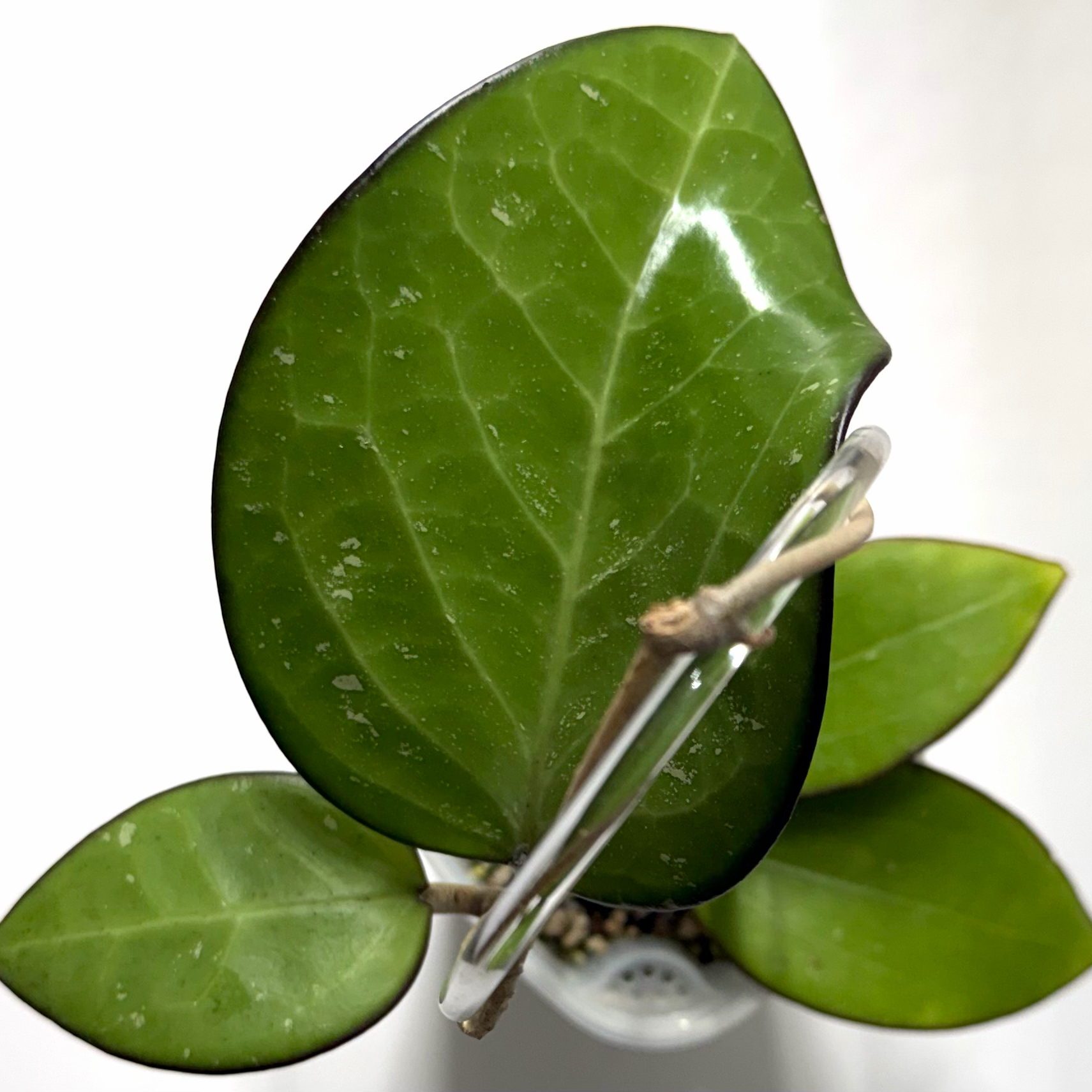 Photo of the plant species Hoya 'KSB01' by @SunSoilLove named Q KSB01 on Greg, the plant care app