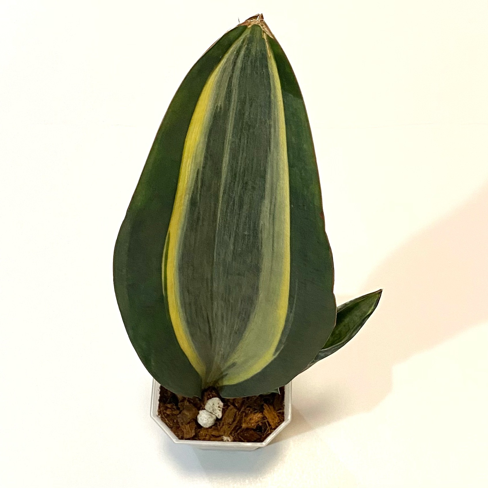 Photo of the plant species Variegated Whale Fin by @SunSoilLove named LR Kalina on Greg, the plant care app