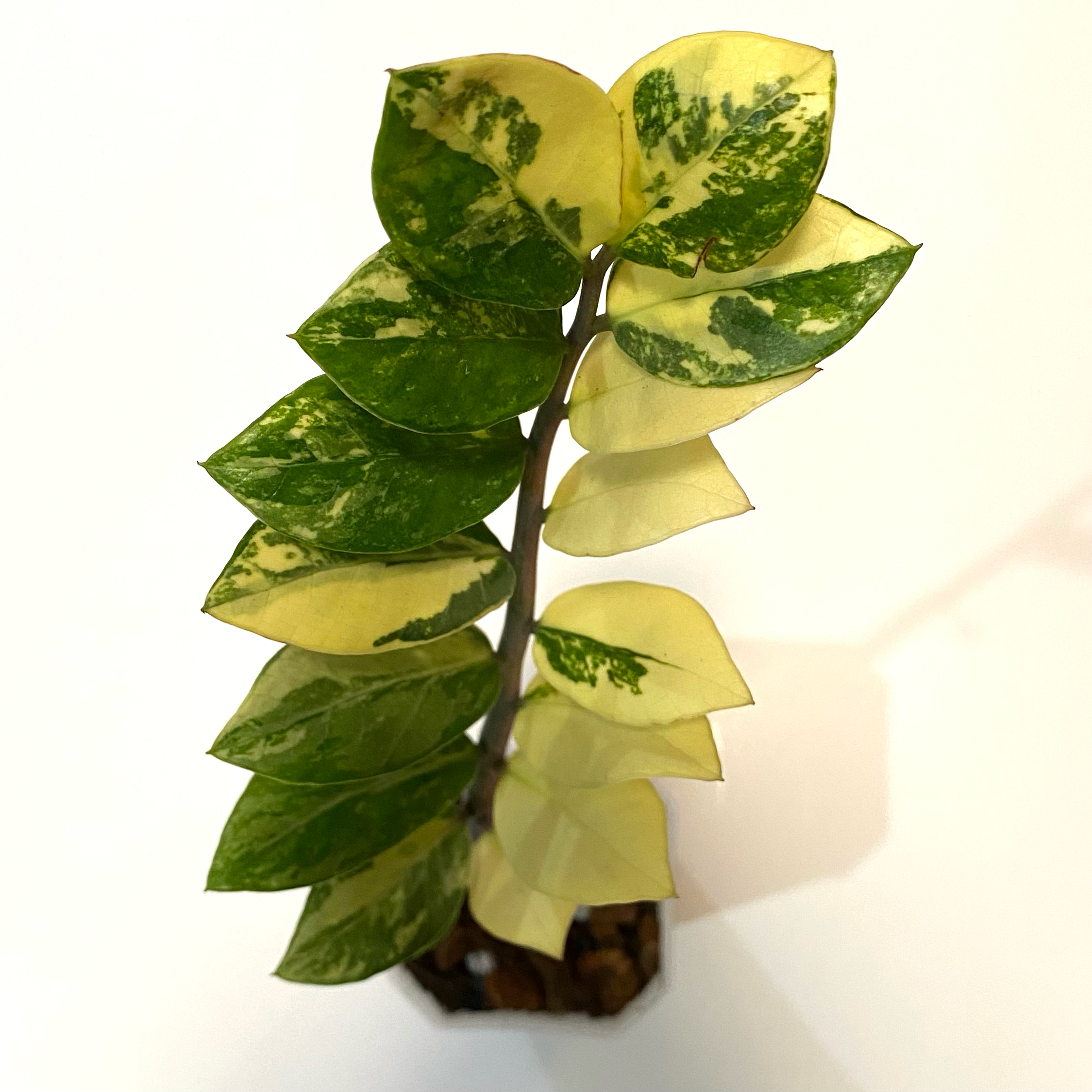 Photo of the plant species Variegated ZZ by @SunSoilLove named TO Topp on Greg, the plant care app