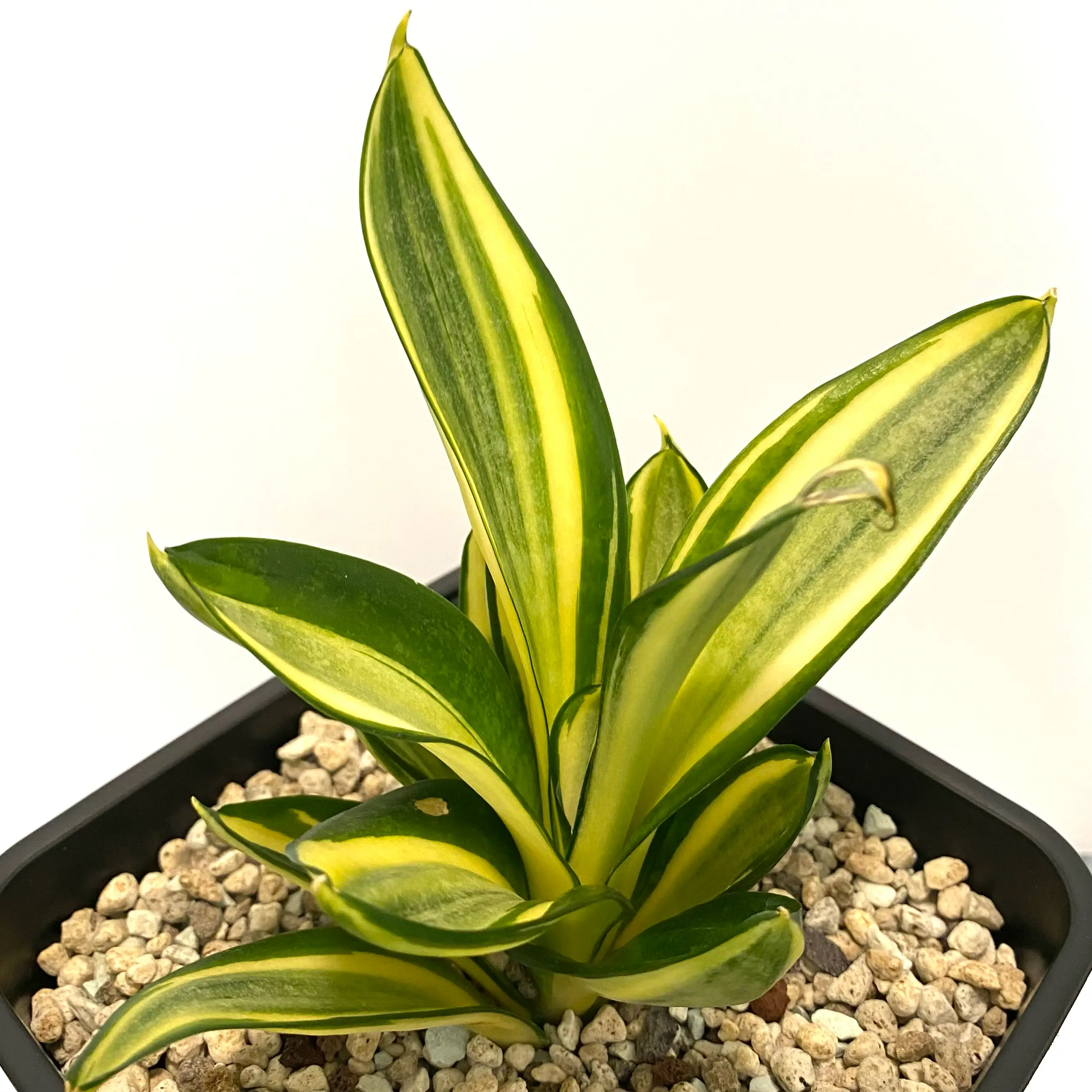 Photo of the plant species Sansevieria trifasciata 'Hahnii Golden' by @SunSoilLove named TO Sweetens on Greg, the plant care app