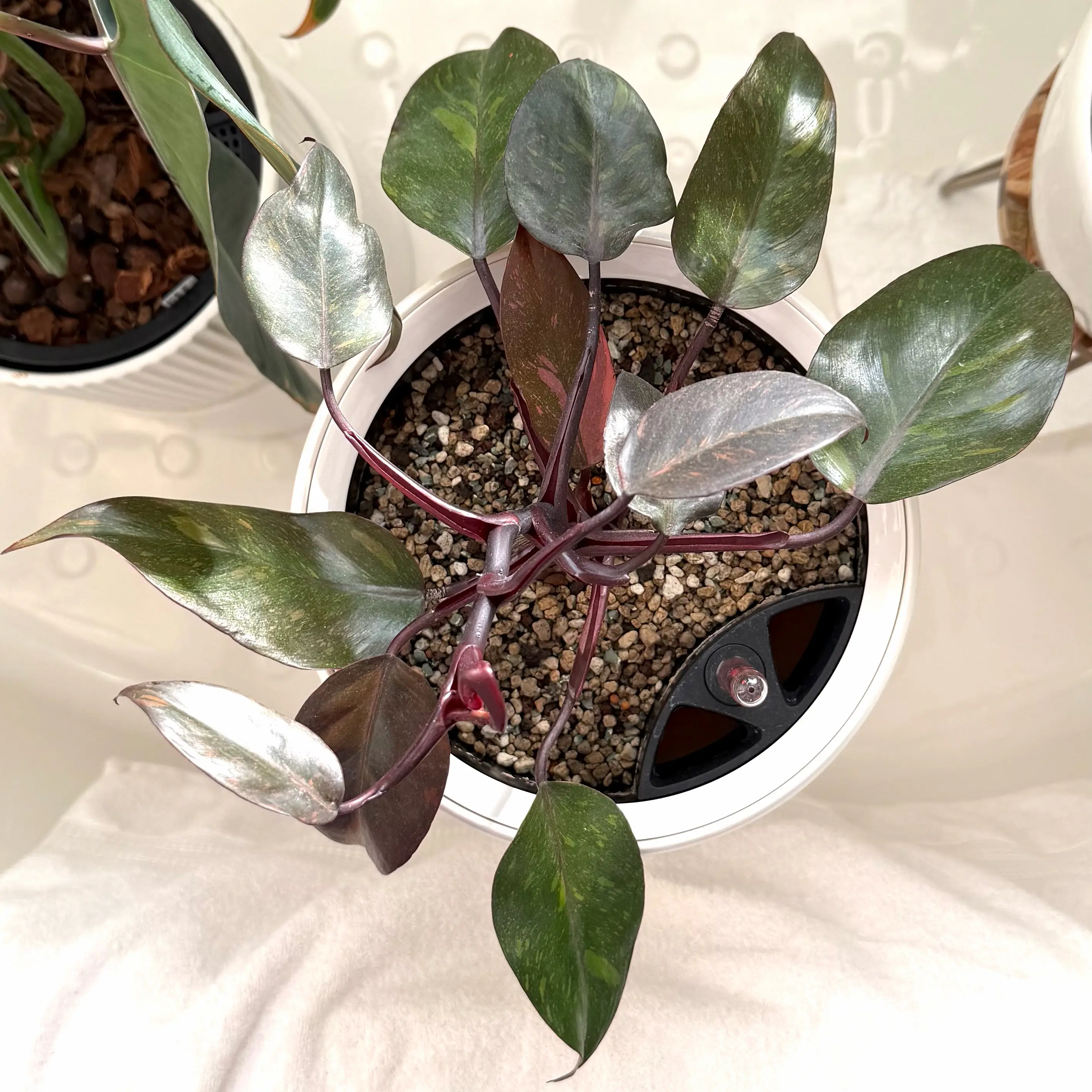 Photo of the plant species Philodendron erubescens ‘Orange Princess Galaxy’ by @SunSoilLove named MBA Finn on Greg, the plant care app