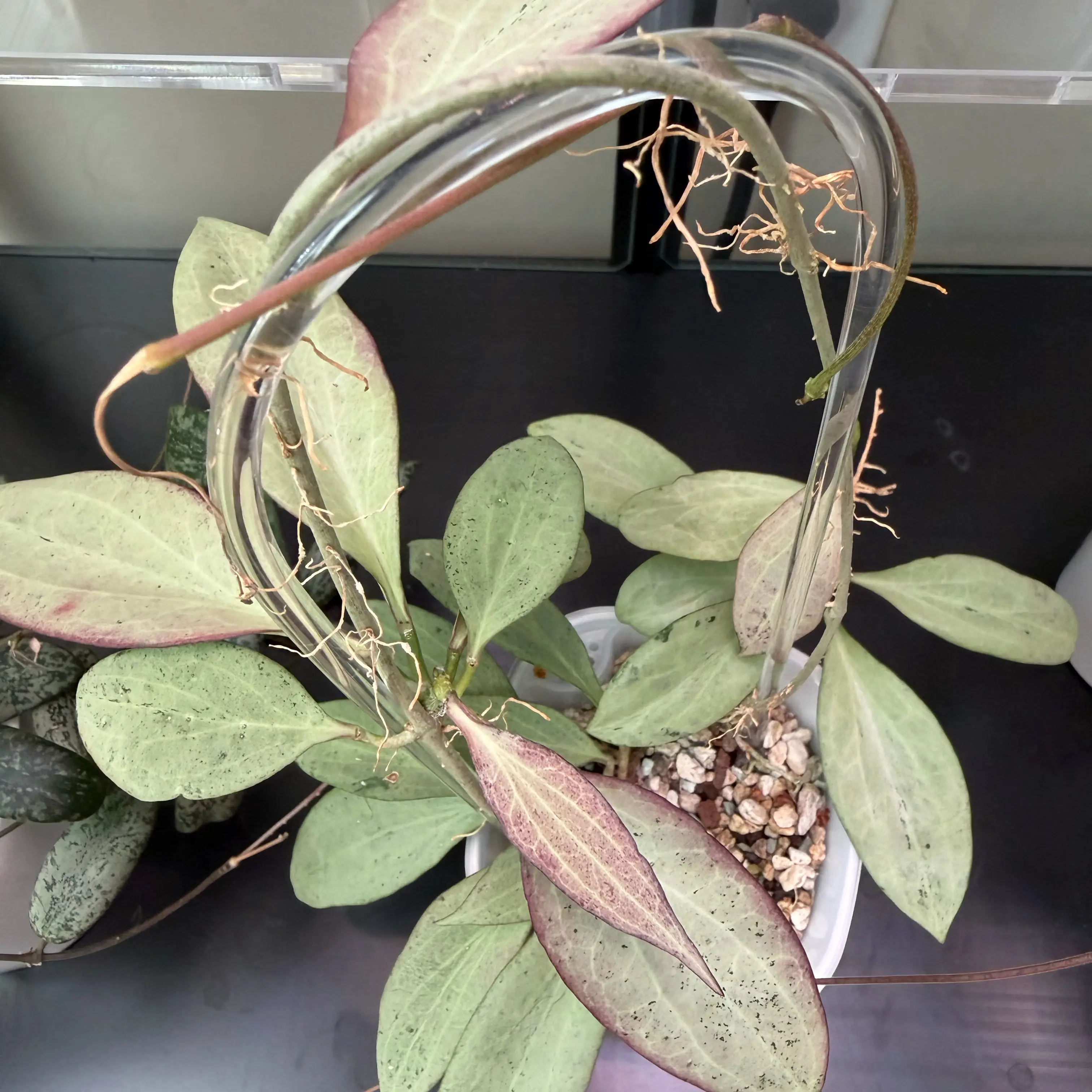 Photo of the plant species New Guinea Ghost Hoya by @SunSoilLove named CAB Nikki on Greg, the plant care app
