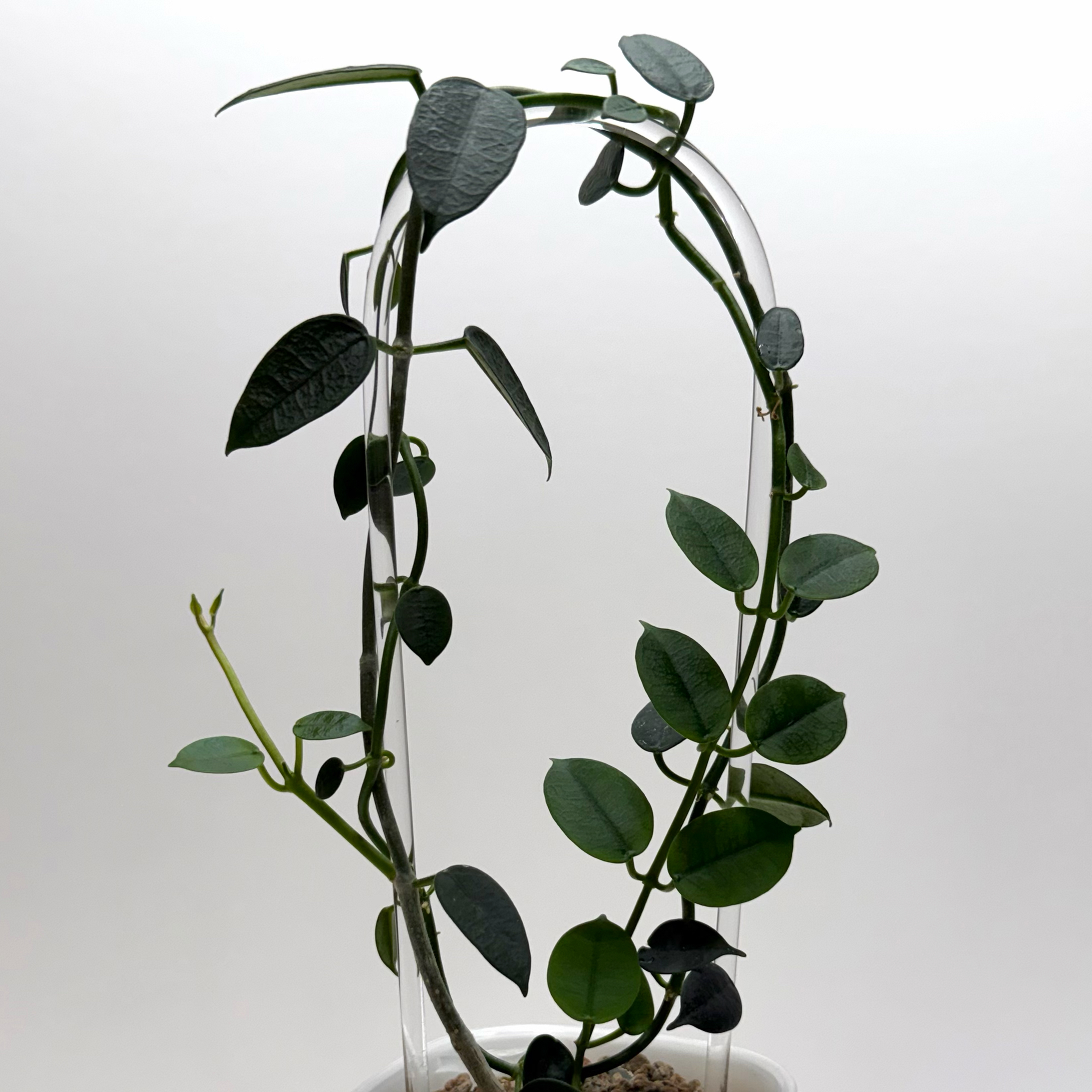 Photo of the plant species Hoya lithophytica by @SunSoilLove named CAB Gabby on Greg, the plant care app