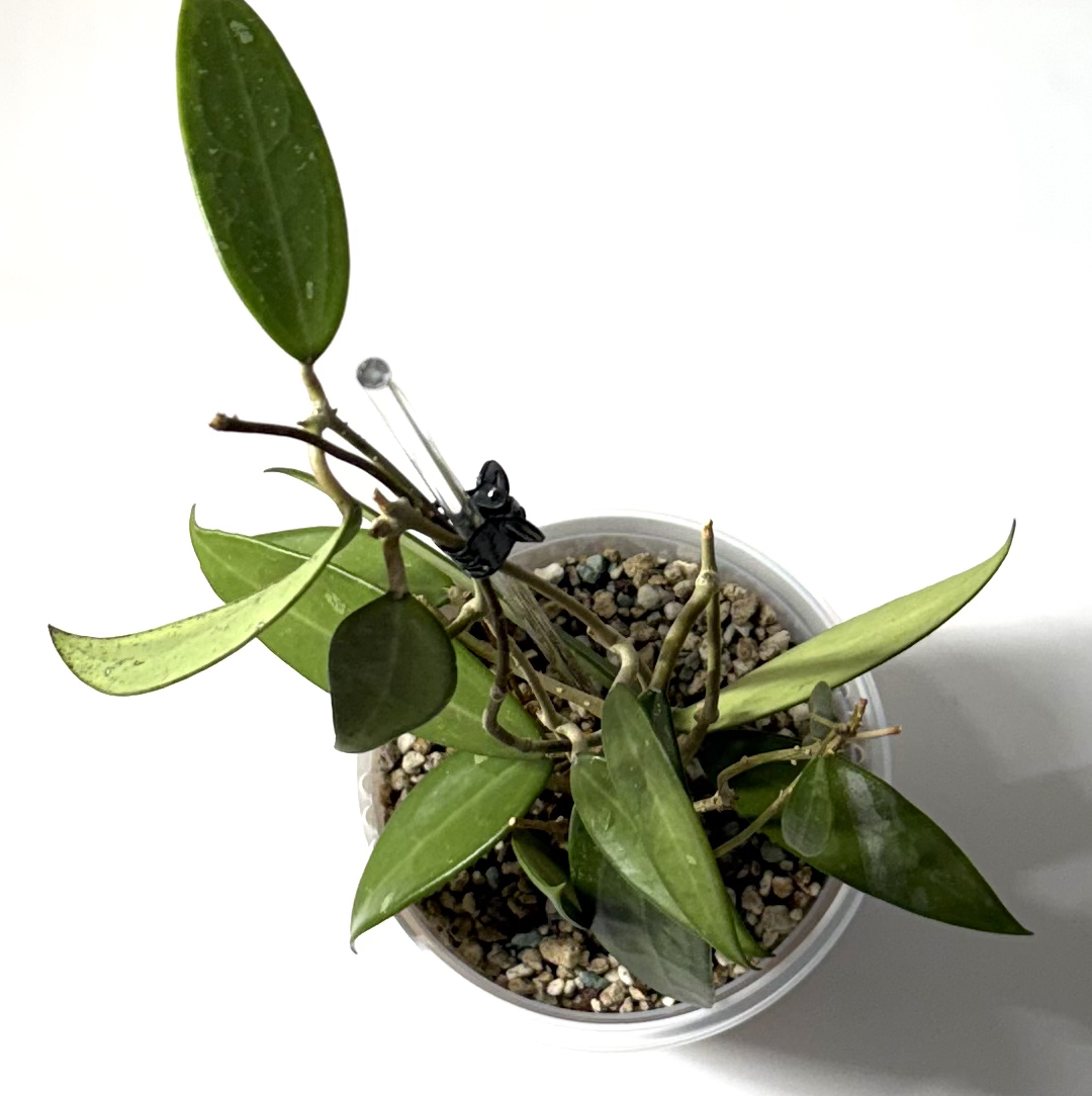 Photo of the plant species Hoya sp. Aceh 'Air Suri' by @SunSoilLove named Q Aceh on Greg, the plant care app