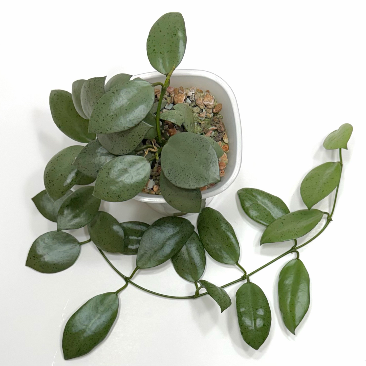 Photo of the plant species Hoya Lacunosa Silver by @SunSoilLove named MBR Penny on Greg, the plant care app