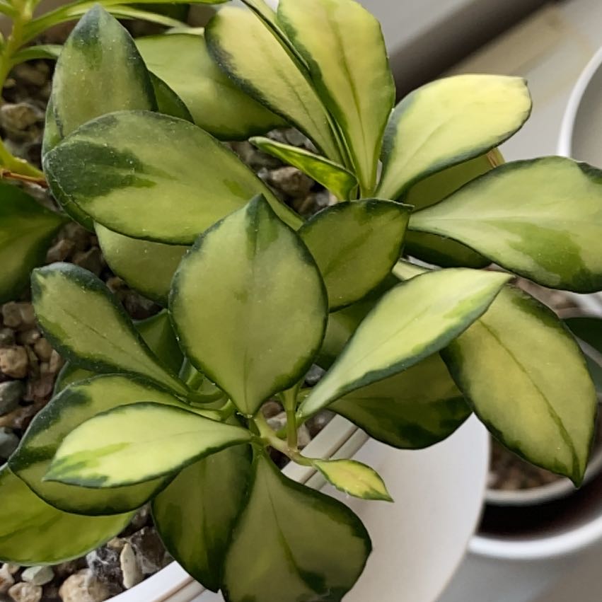 Hoya heuschkeliana variegata plant with variegated leaves in a white pot.