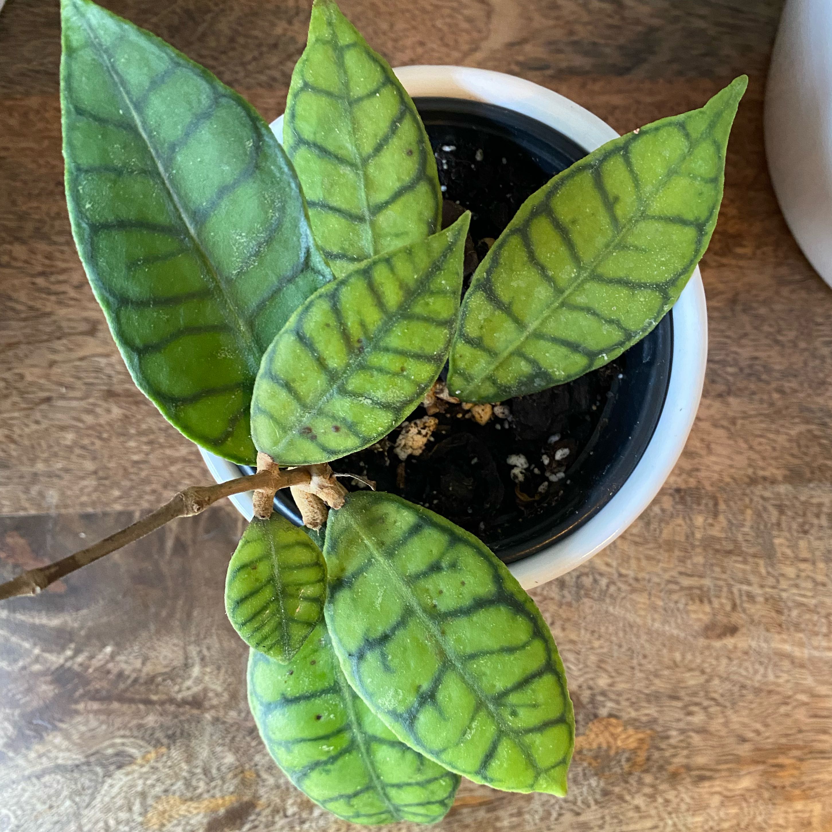 Stiff Leafed Hoya plant in a pot with distinct dark green veins on the leaves.
