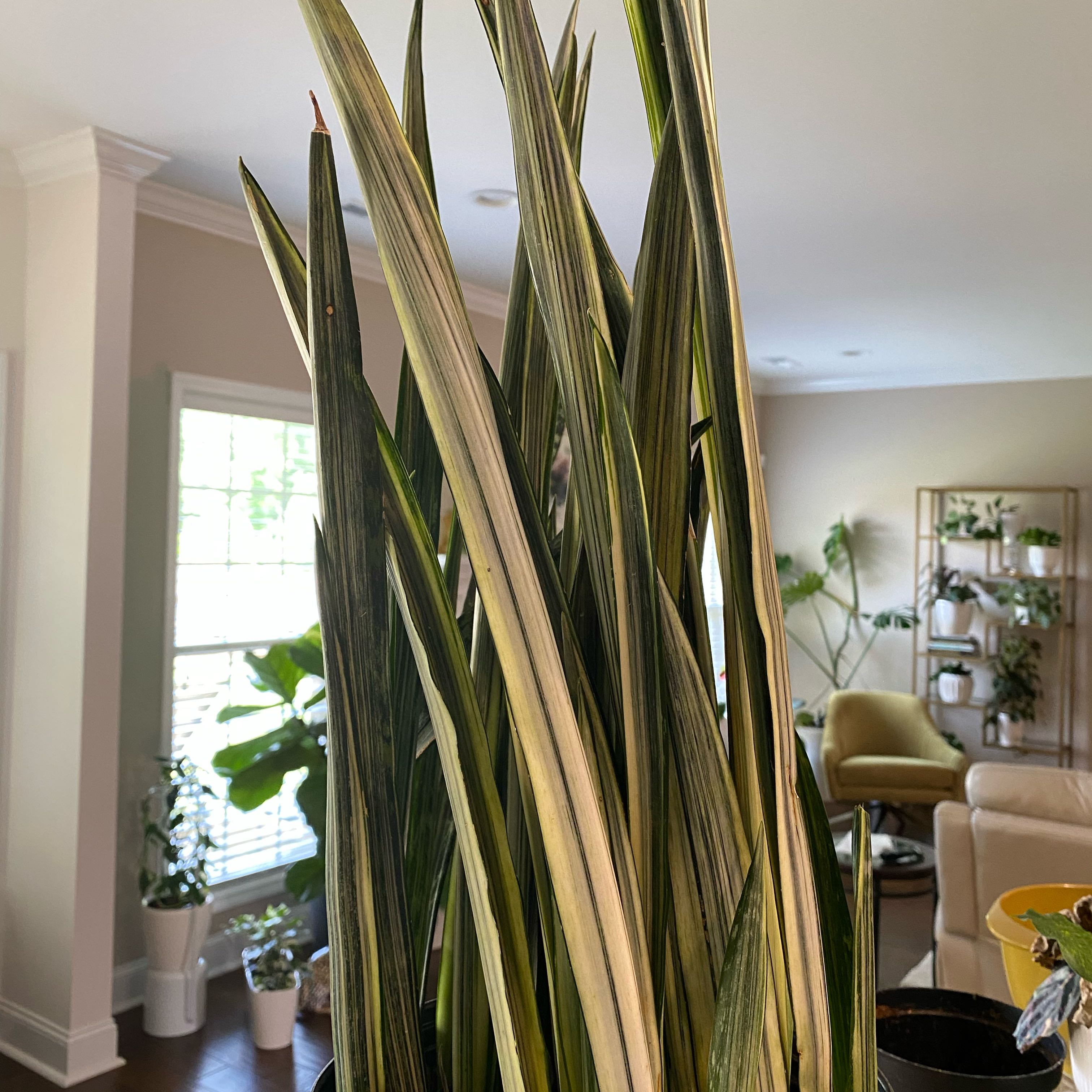 White Sansevieria plant with long, variegated leaves in a well-lit room.