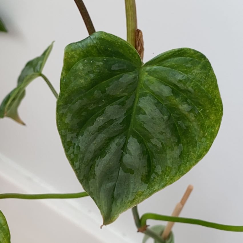 Close-up of a healthy Philodendron 'Majestic' leaf with a glossy texture.