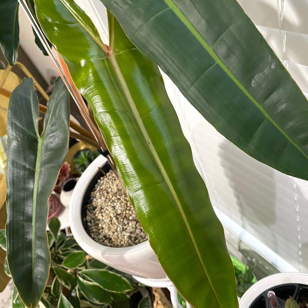 Philodendron 'Emerald Queen': How Much Water & Light Does it Philodendron 'Emerald Queen': How Much Water & Light Does it