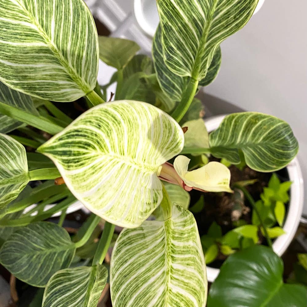 Philodendron 'Emerald Queen': How Much Water & Light Does it Philodendron 'Emerald Queen': How Much Water & Light Does it