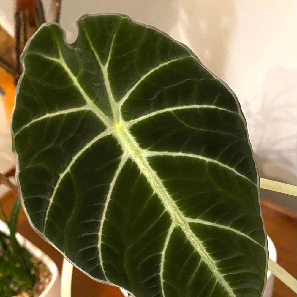 Keep Your Alocasia Yucatan Princess Variegata Alive: Light Keep Your Alocasia Yucatan Princess Variegata Alive: Light