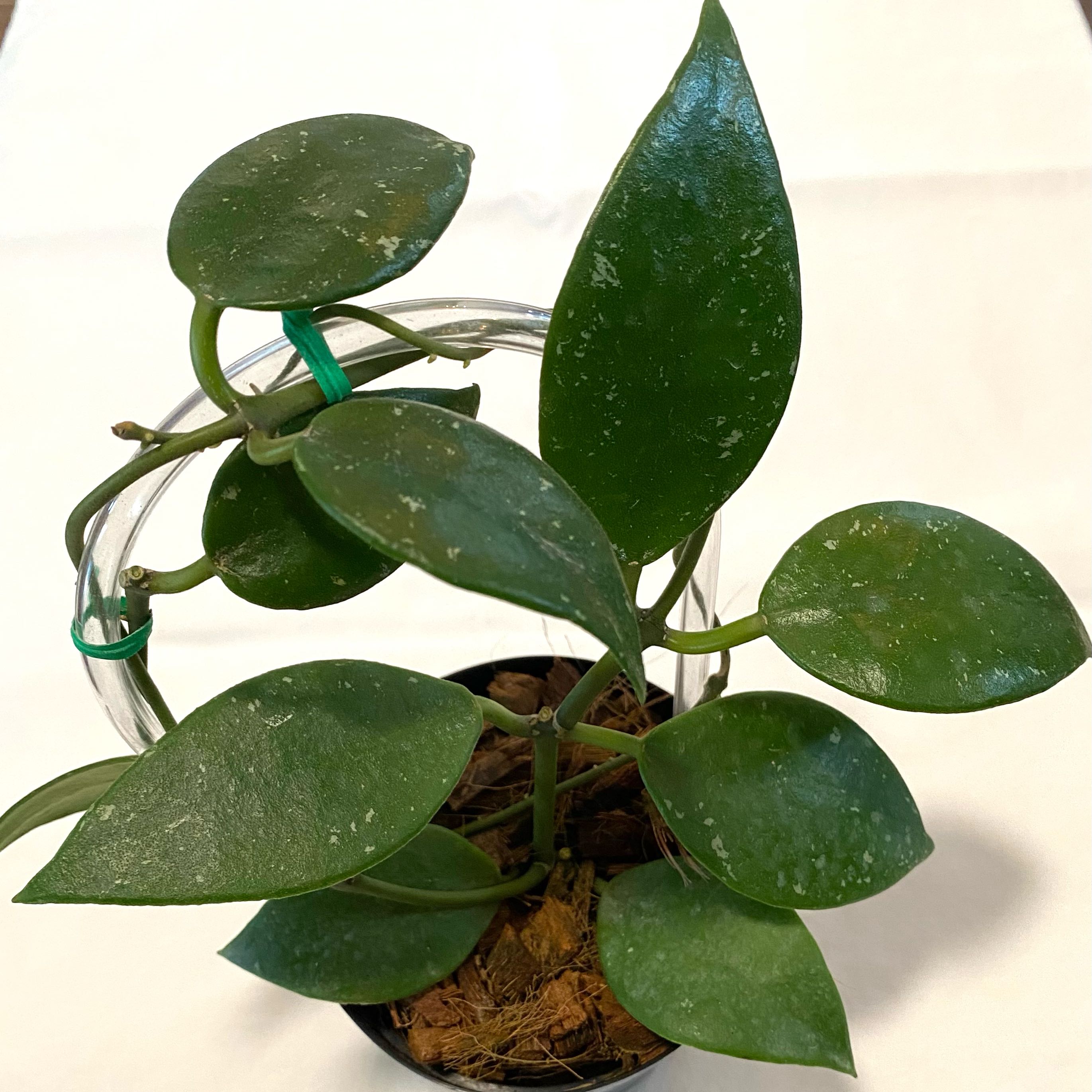 Photo of the plant species Hoya rundumensis by @SunSoilLove named MBR Rundumesis on Greg, the plant care app