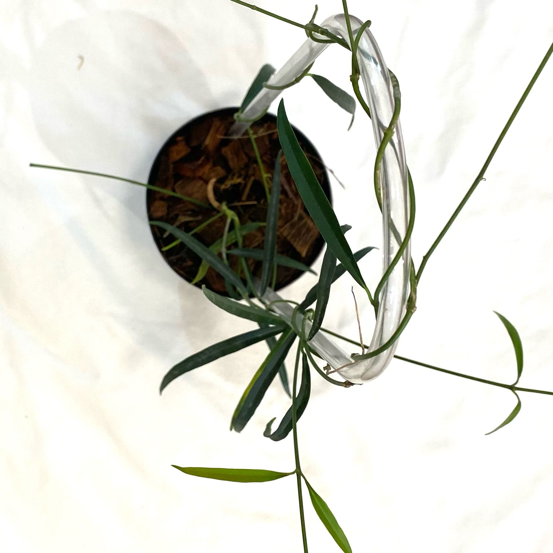 Photo of the plant species Narrow-Leaved Hoya by @SunSoilLove named CAB Stenophylla on Greg, the plant care app