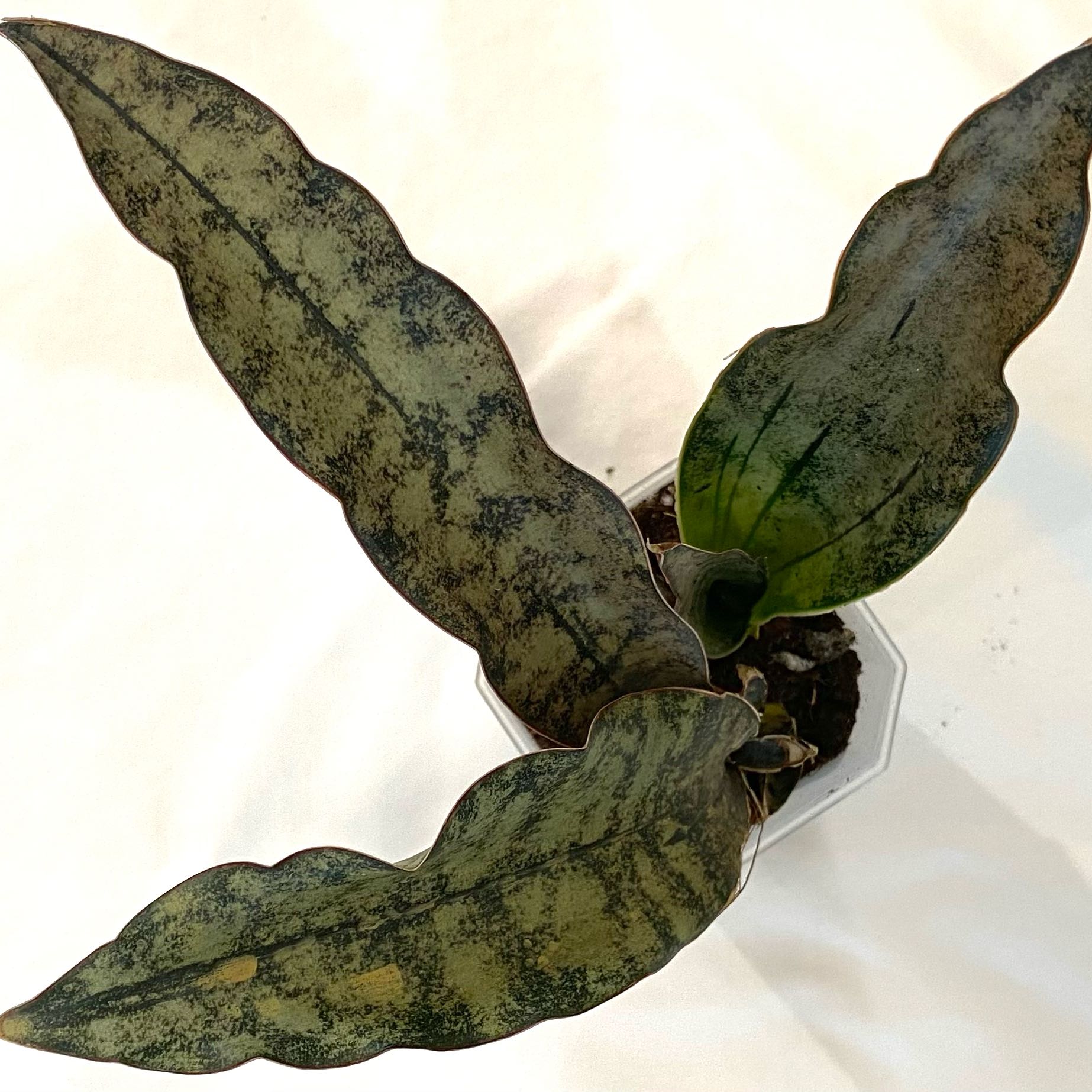 Photo of the plant species Sansevieria Kirkii Coppertone by @SunSoilLove named TO Kirkii on Greg, the plant care app