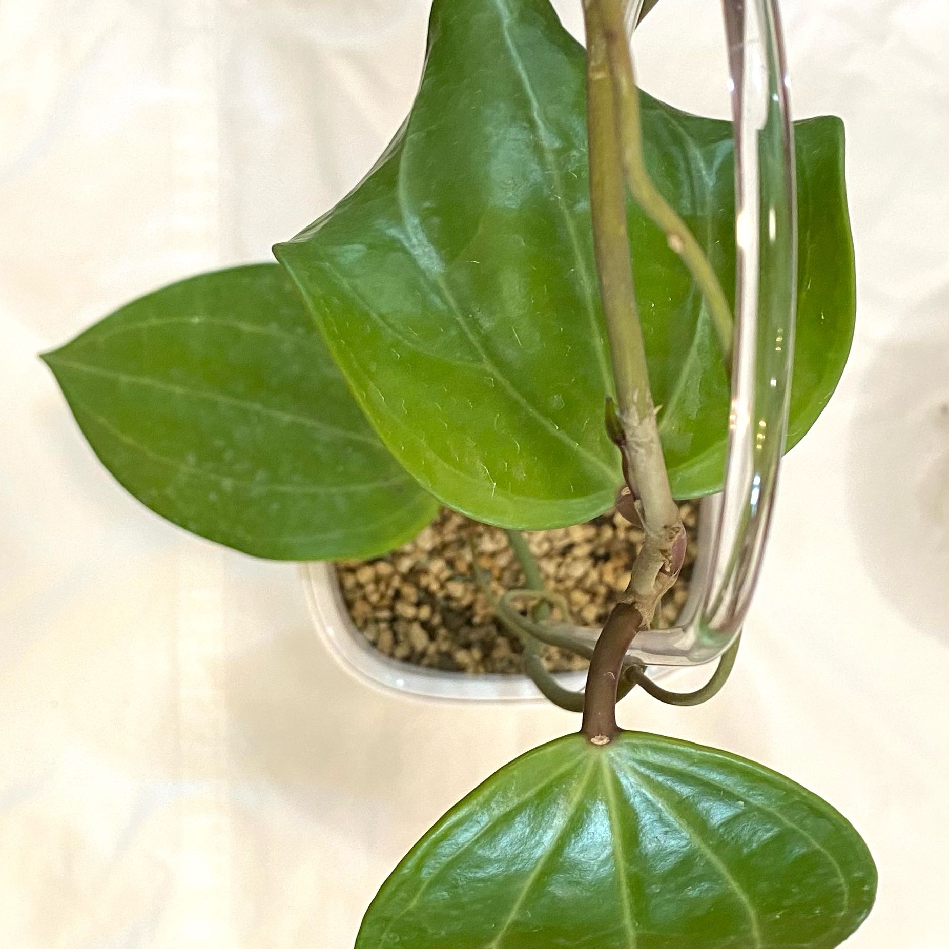 Photo of the plant species Hoya 'Sarawak' by @SunSoilLove named Q2 Sarawak on Greg, the plant care app