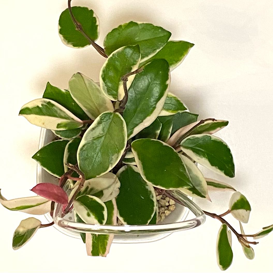 Photo of the plant species Hoya 'Purple Pride' by @SunSoilLove named Q2 Laurel on Greg, the plant care app