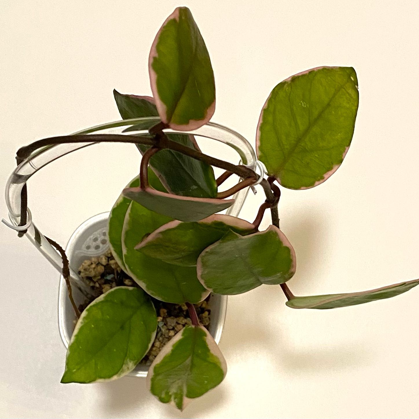 Photo of the plant species Hoya 'Purple Pride' by @SunSoilLove named Q1 Lenore on Greg, the plant care app