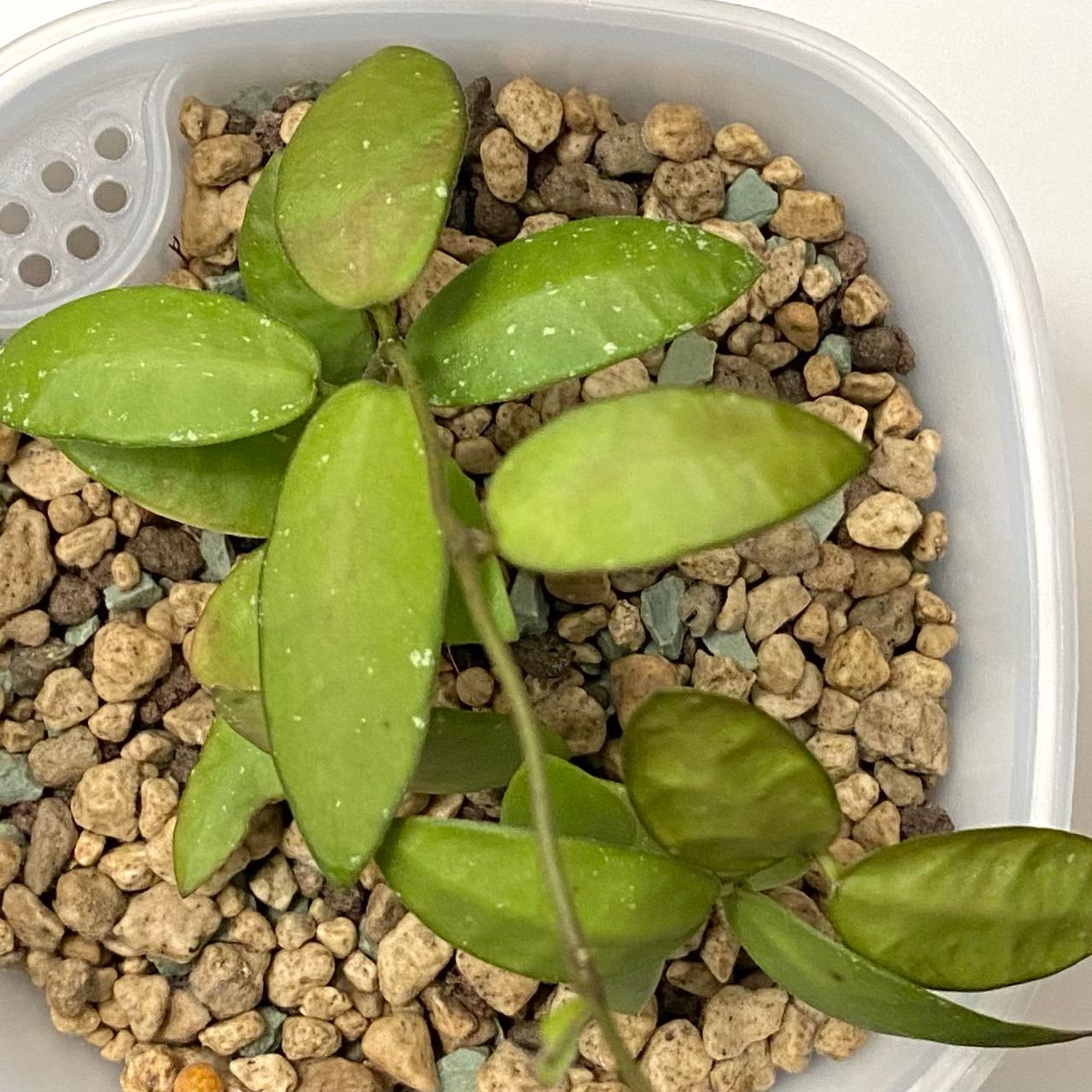 Photo of the plant species Hoya myrmecopa by @SunSoilLove named CAB Myrna on Greg, the plant care app