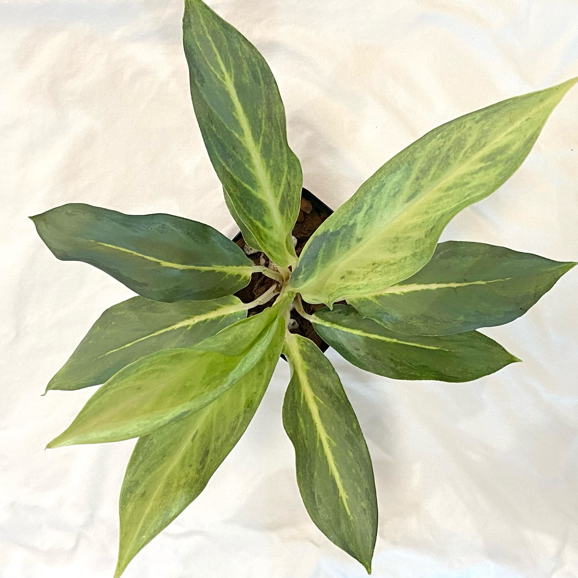 Plant care for Arisaema fimbriatum subsp. fimbriatum on Greg, the plant care app