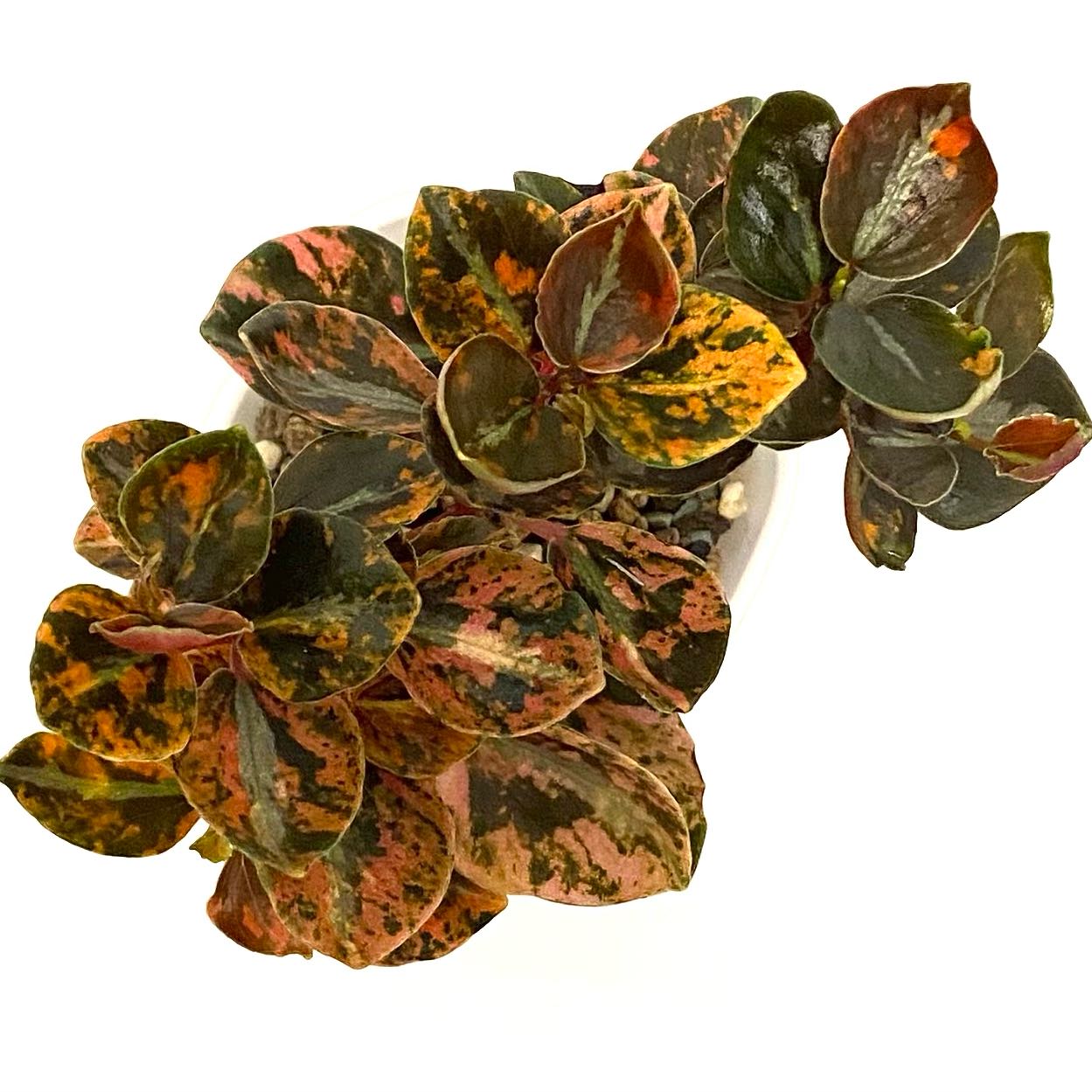 Photo of the plant species Peperomia caperata 'Creme Brulee' by @SunSoilLove named Q2 Crème Brûlée on Greg, the plant care app