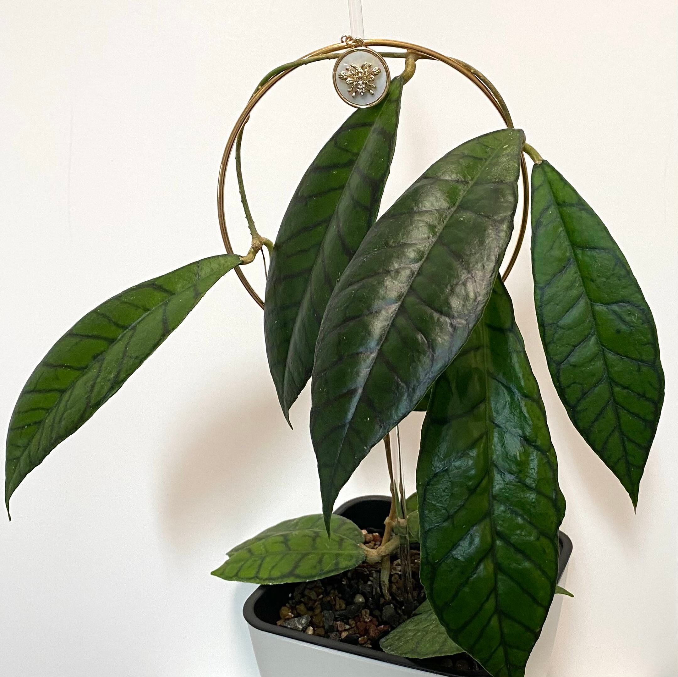 Hoya Amore Plant Care: Water, Light, Nutrients | Greg App 🌱