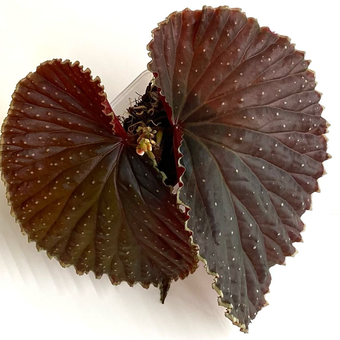 Photo of the plant species Begonia ‘Botanicaz 56v.1' by @SunSoilLove named CAB Emily on Greg, the plant care app