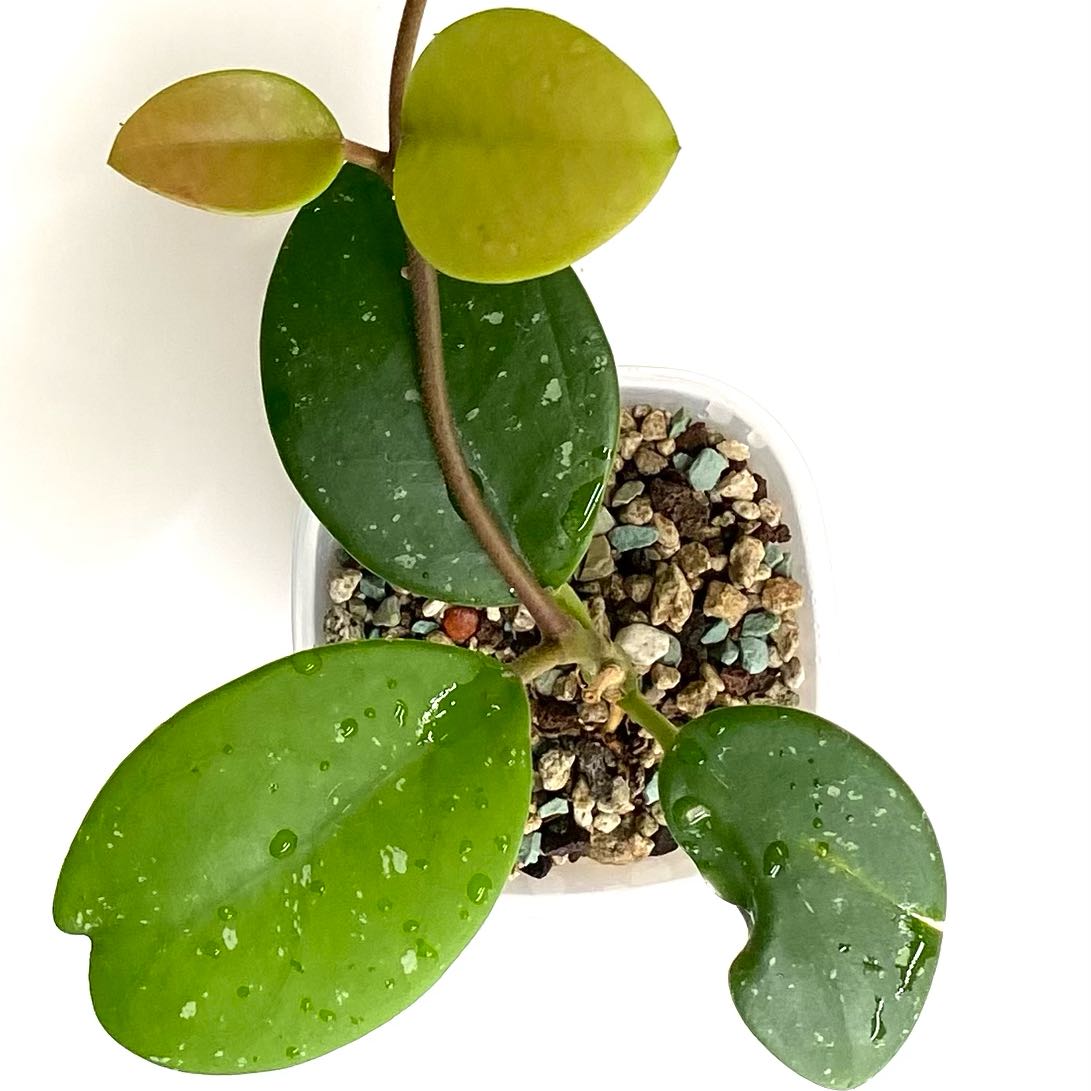 Photo of the plant species Hoya 'Mary Alice' by @SunSoilLove named Q Mary Alice on Greg, the plant care app