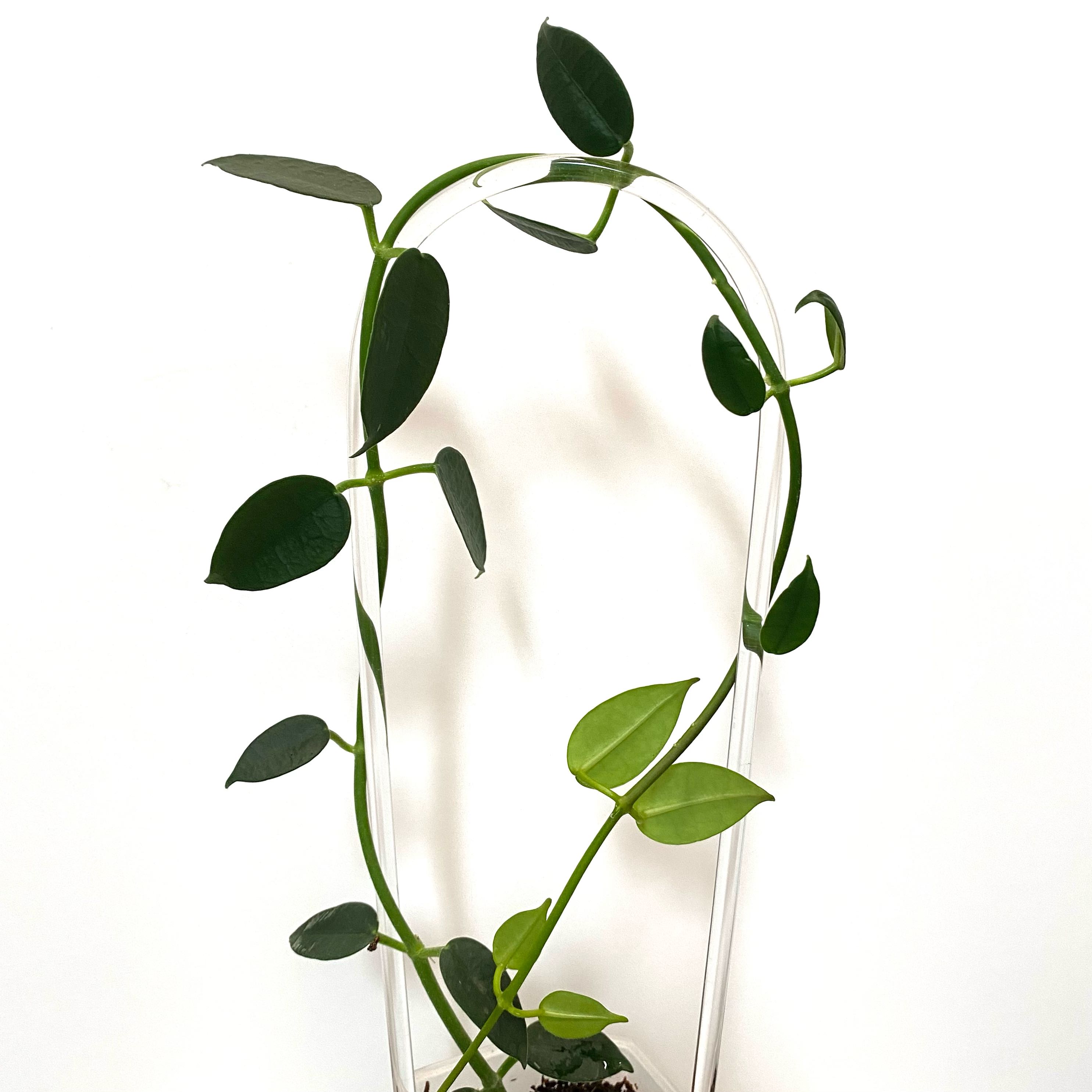 Photo of the plant species Hoya lithophytica by @SunSoilLove named CAB Gabby on Greg, the plant care app