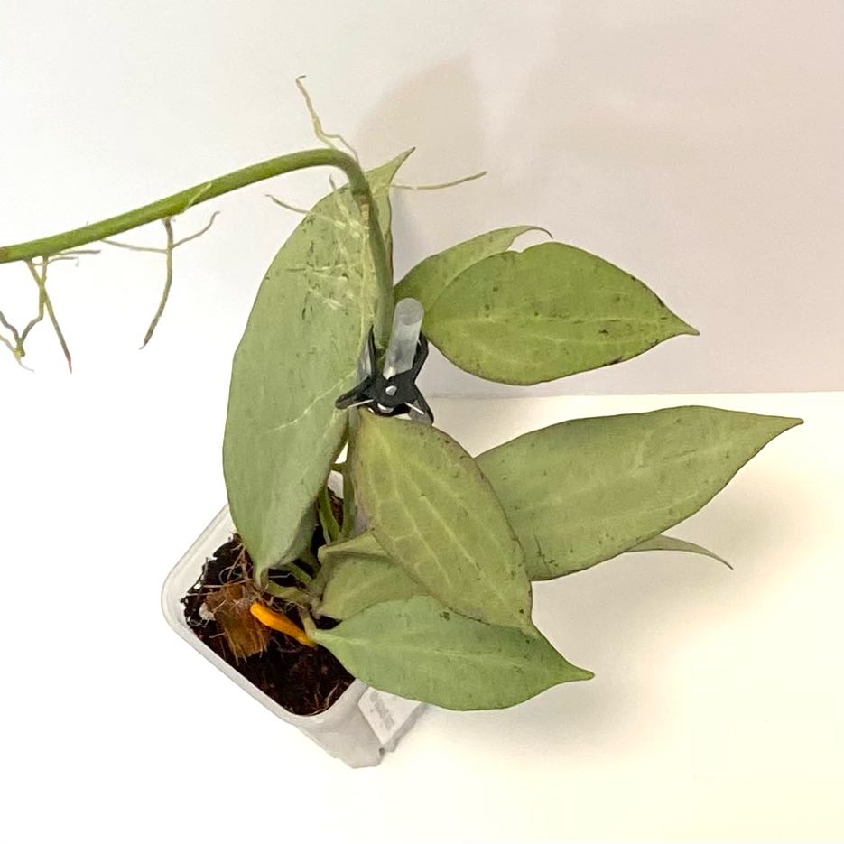 Photo of the plant species New Guinea Ghost Hoya by @SunSoilLove named CAB Nikki on Greg, the plant care app