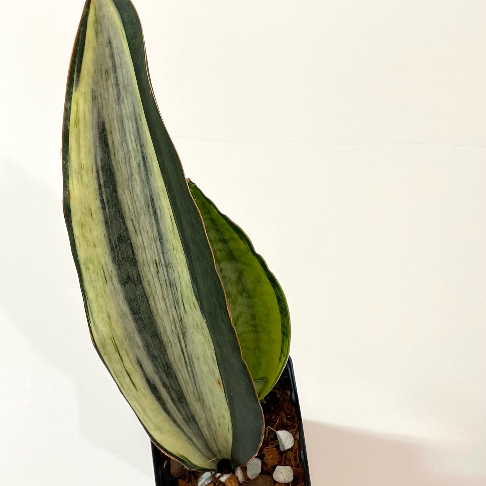 Photo of the plant species Variegated Whale Fin by @SunSoilLove named TO Marley on Greg, the plant care app