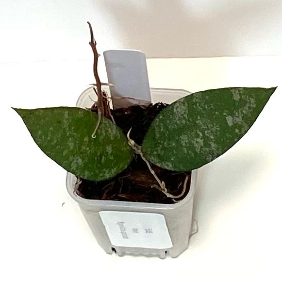 Photo of the plant species Hoya flagellata by @SunSoilLove named Q Phoebe on Greg, the plant care app