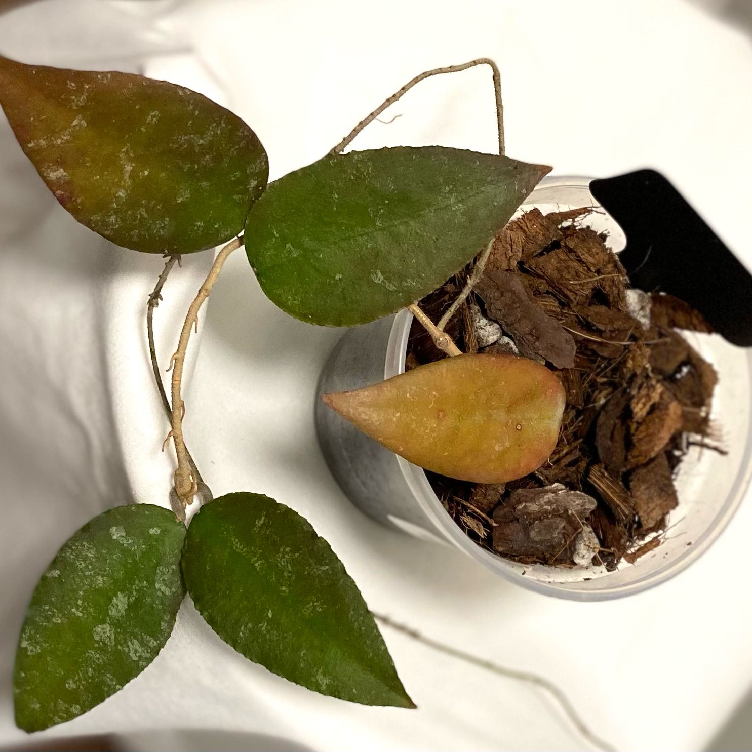 Photo of the plant species Waxplant by @SunSoilLove named MBR Carrie on Greg, the plant care app